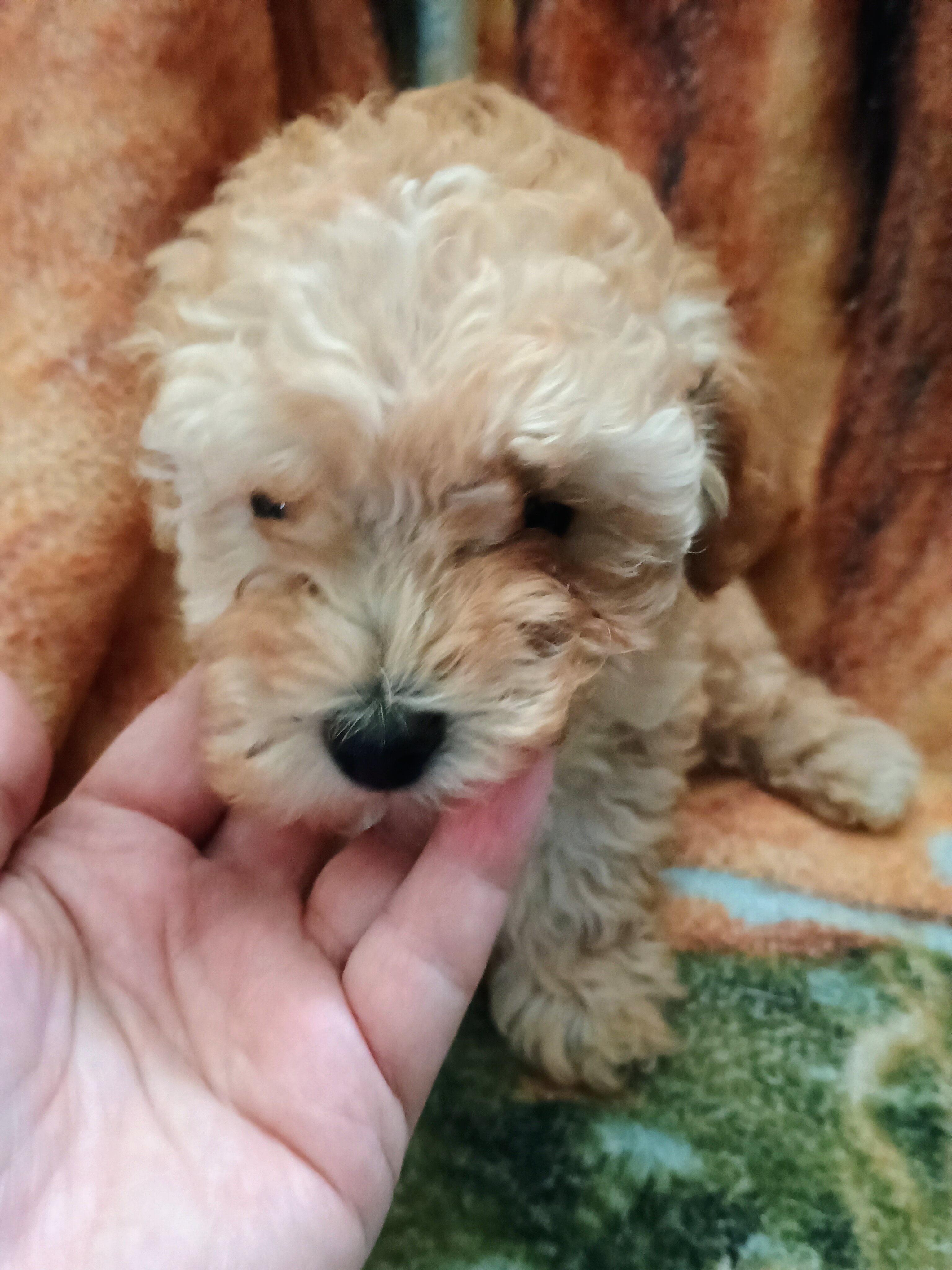 Toy poodle puppies image 2