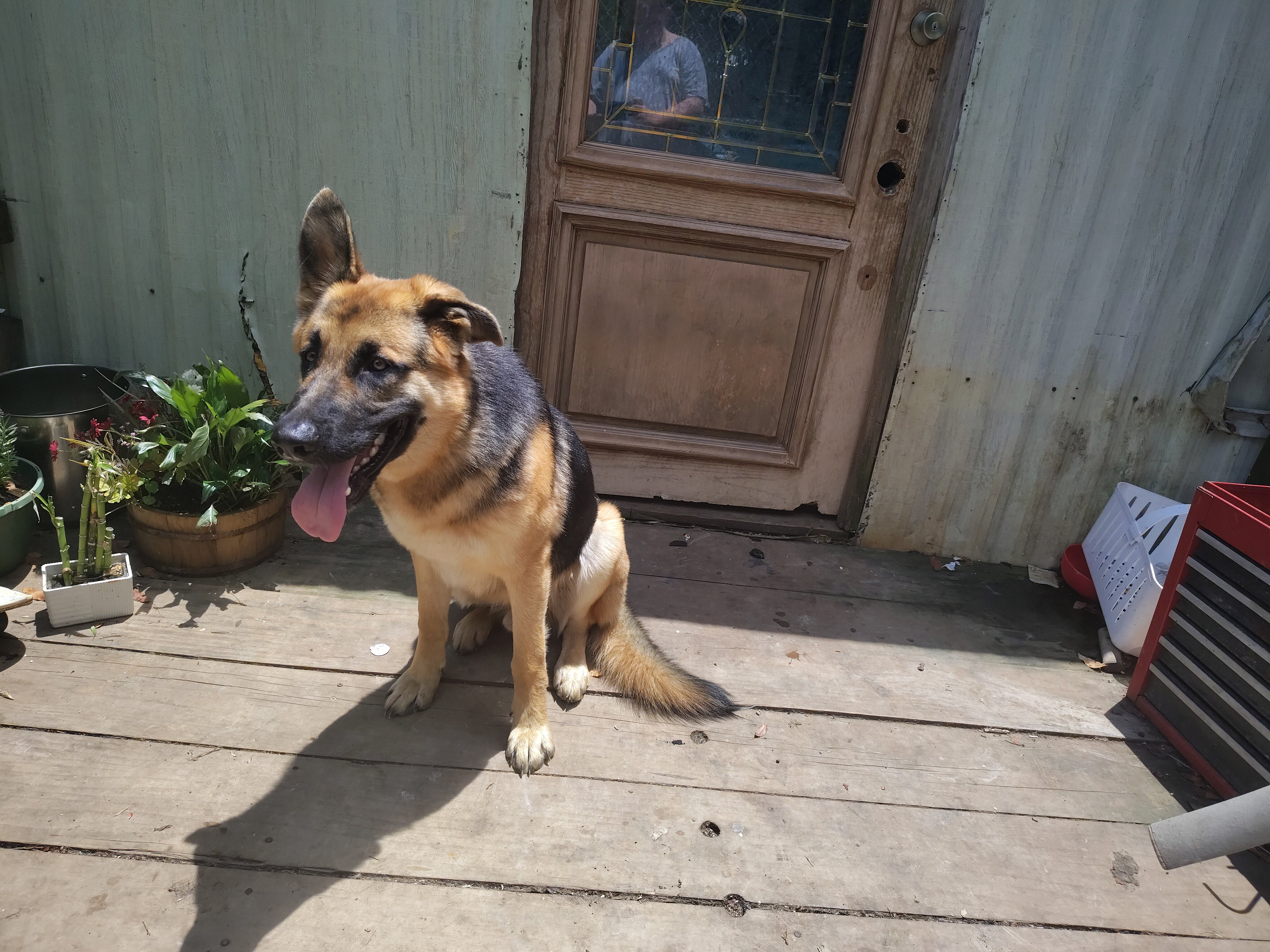 German shepherd image 2