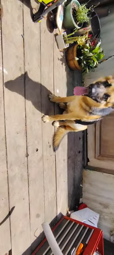 German shepherd image 1