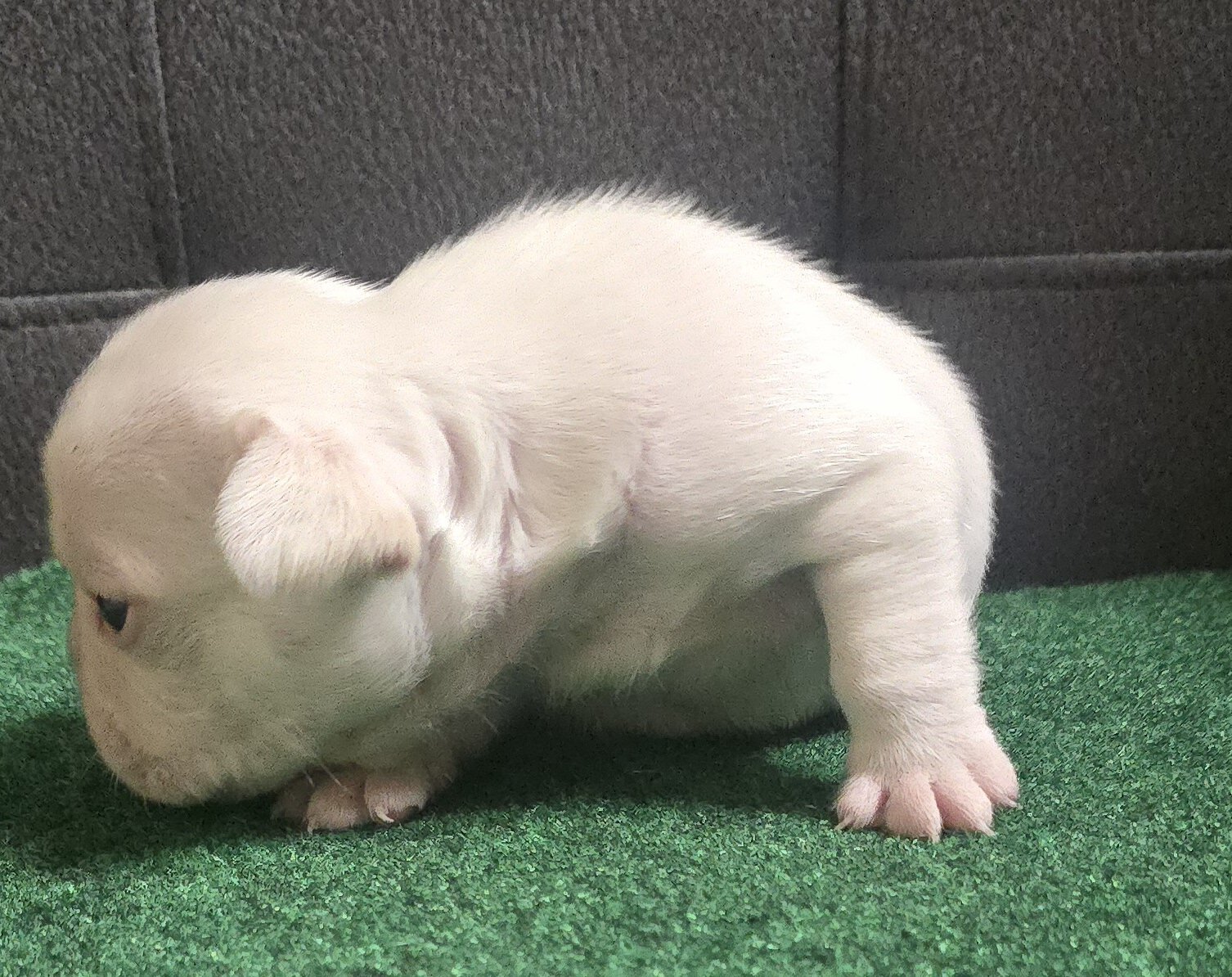 Puppy image 1