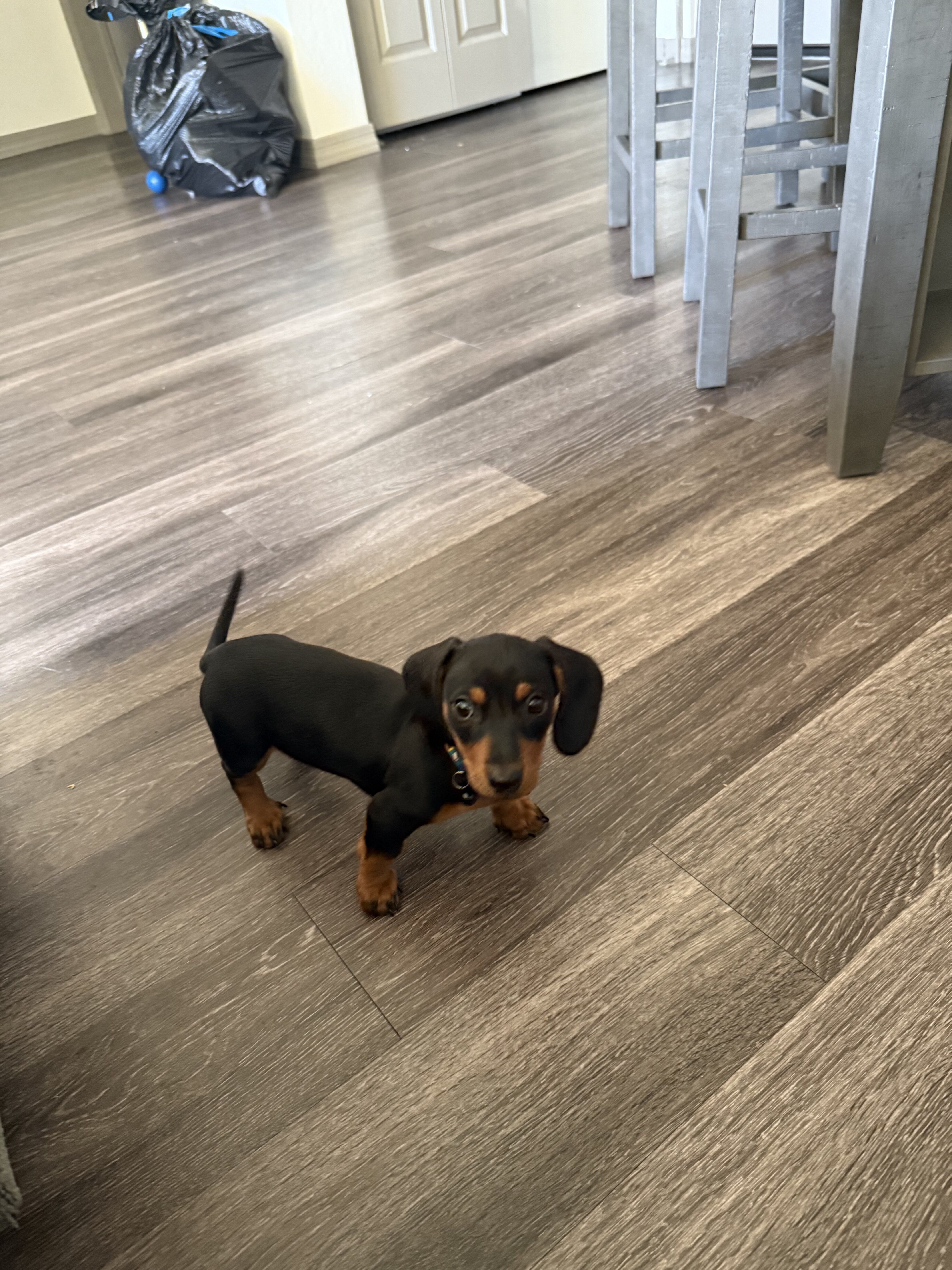 Black/tan female dachshund image 1