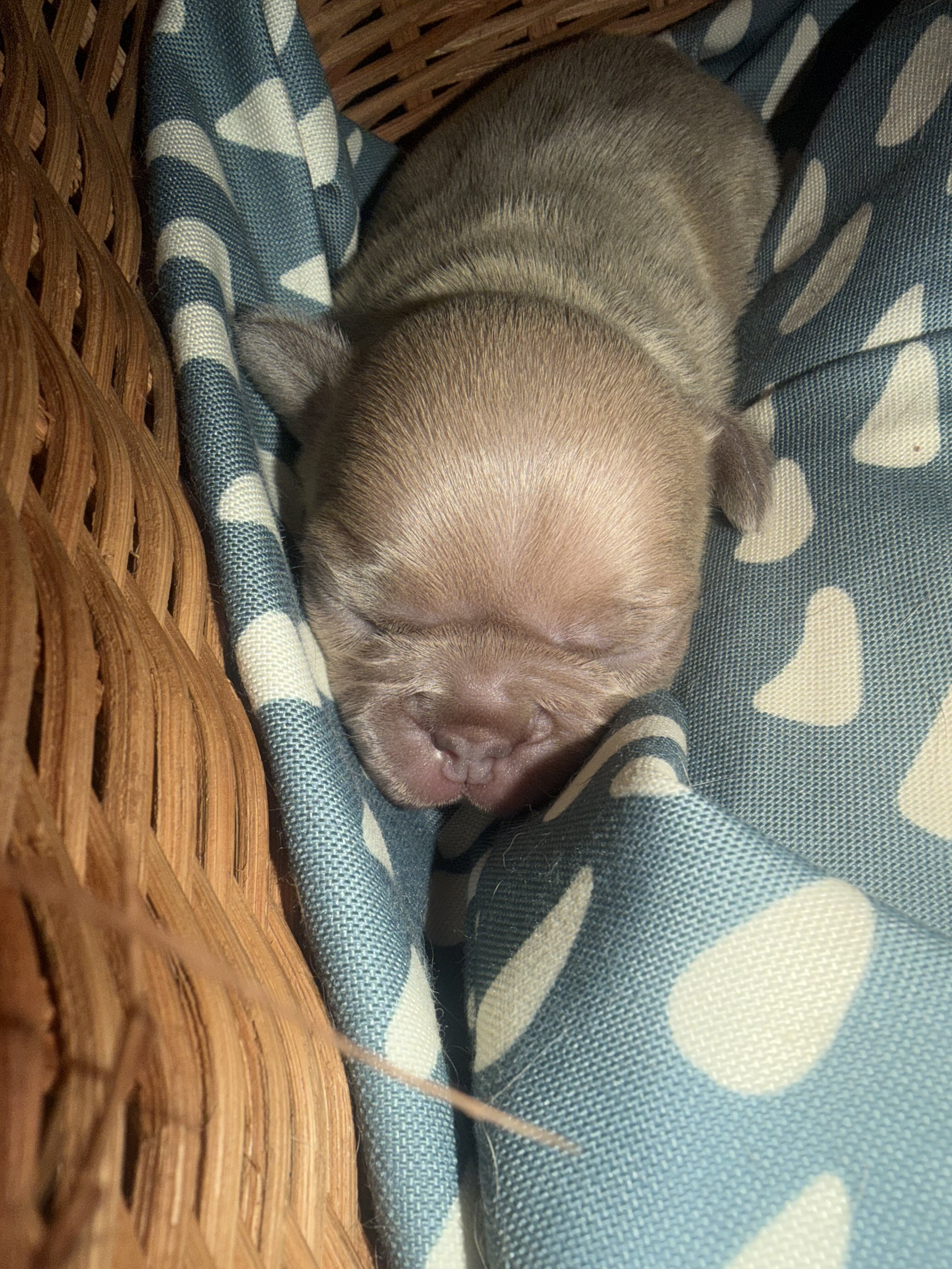 Rare Isabella French Bulldog Females image 5