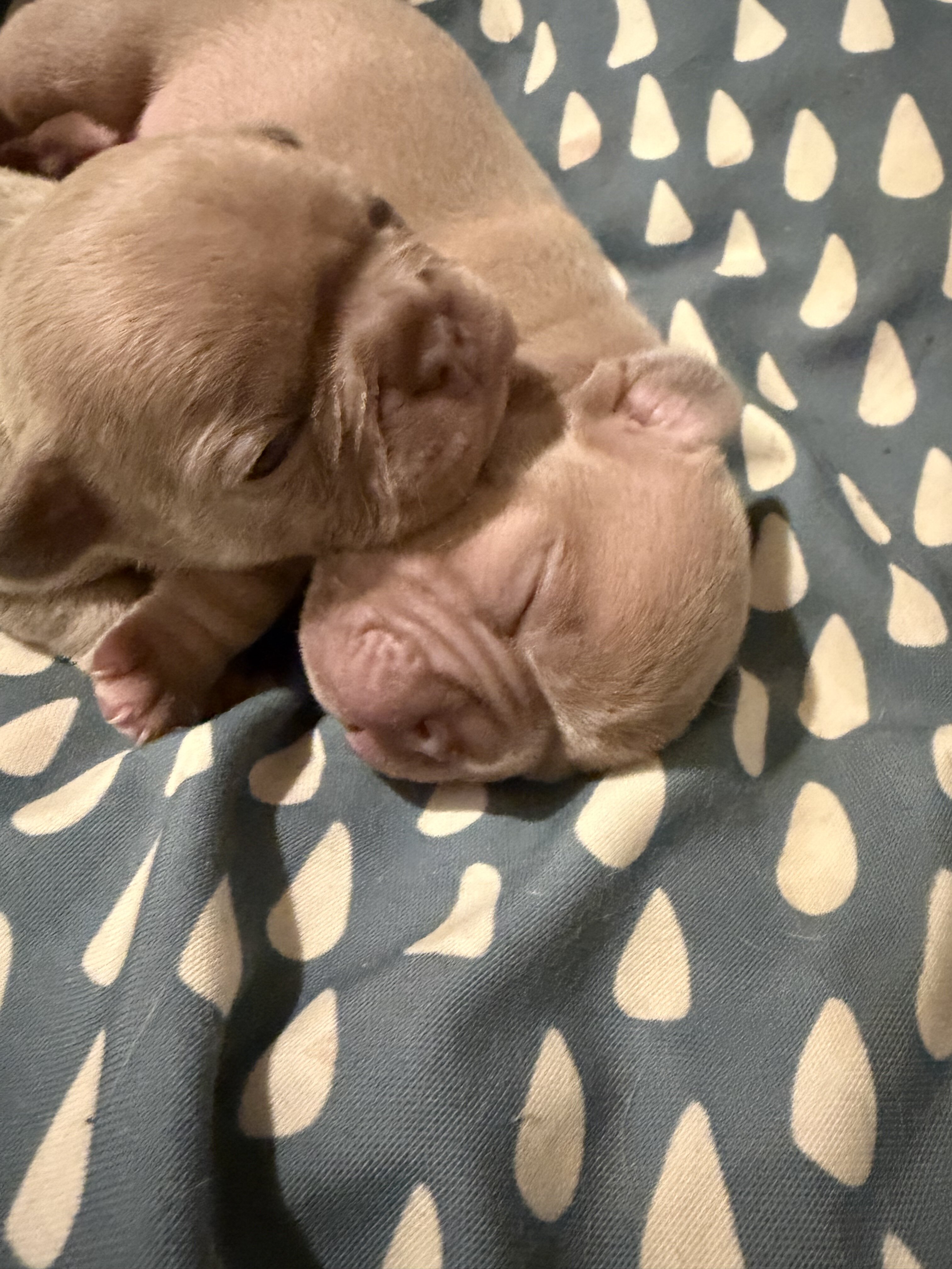 Rare Isabella French Bulldog Females image 4