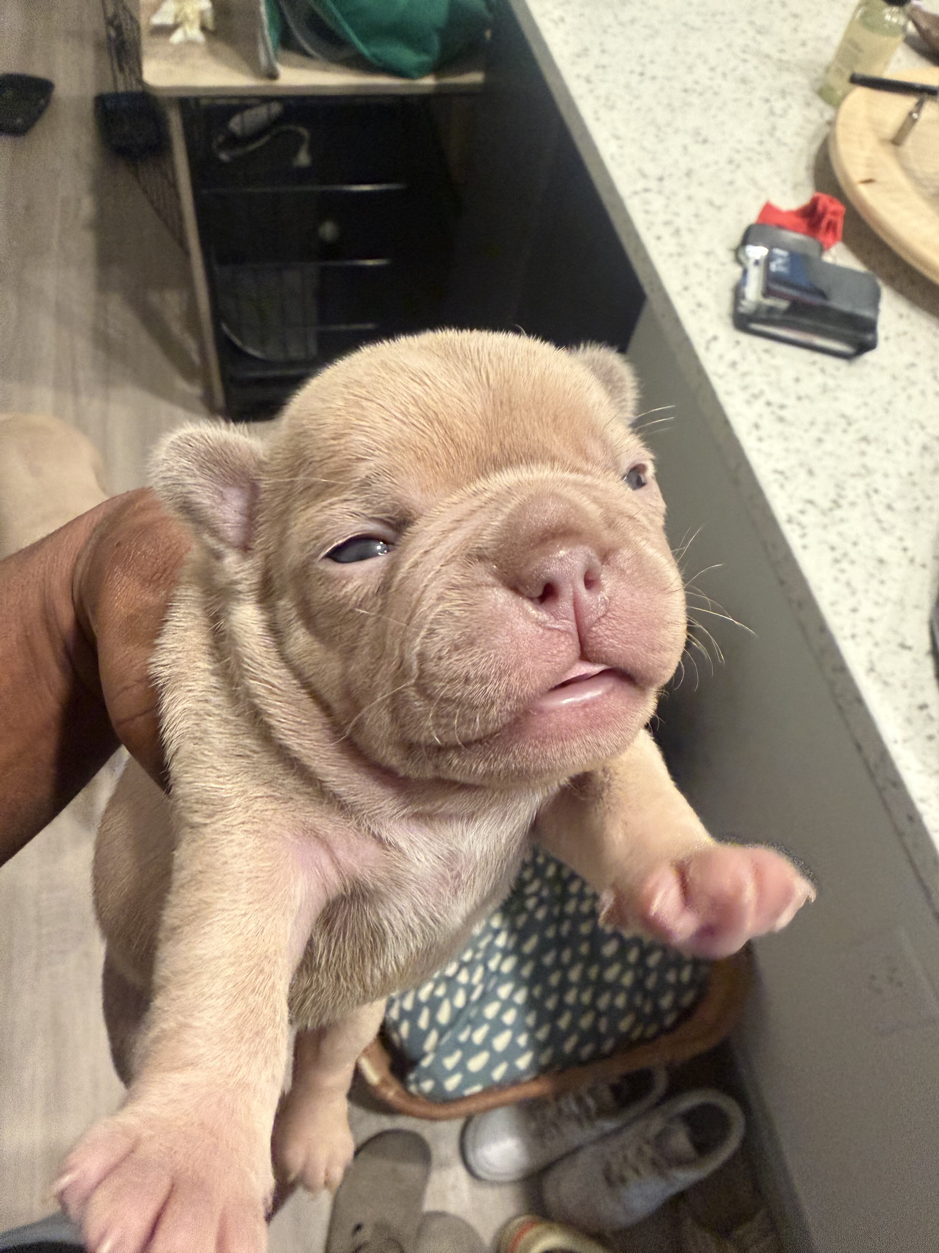 Rare Isabella French Bulldog Females image 2