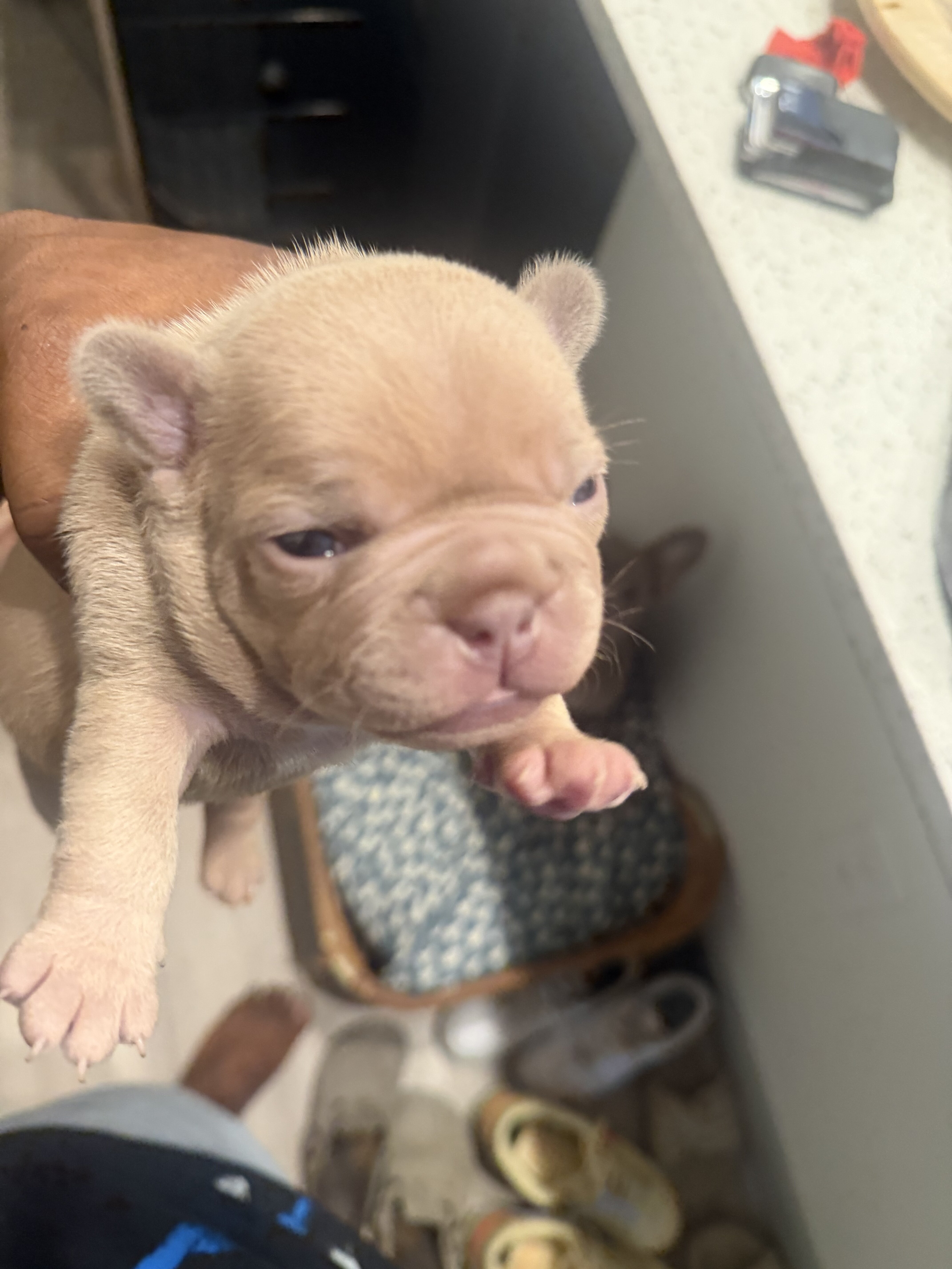 Rare Isabella French Bulldog Females image 1