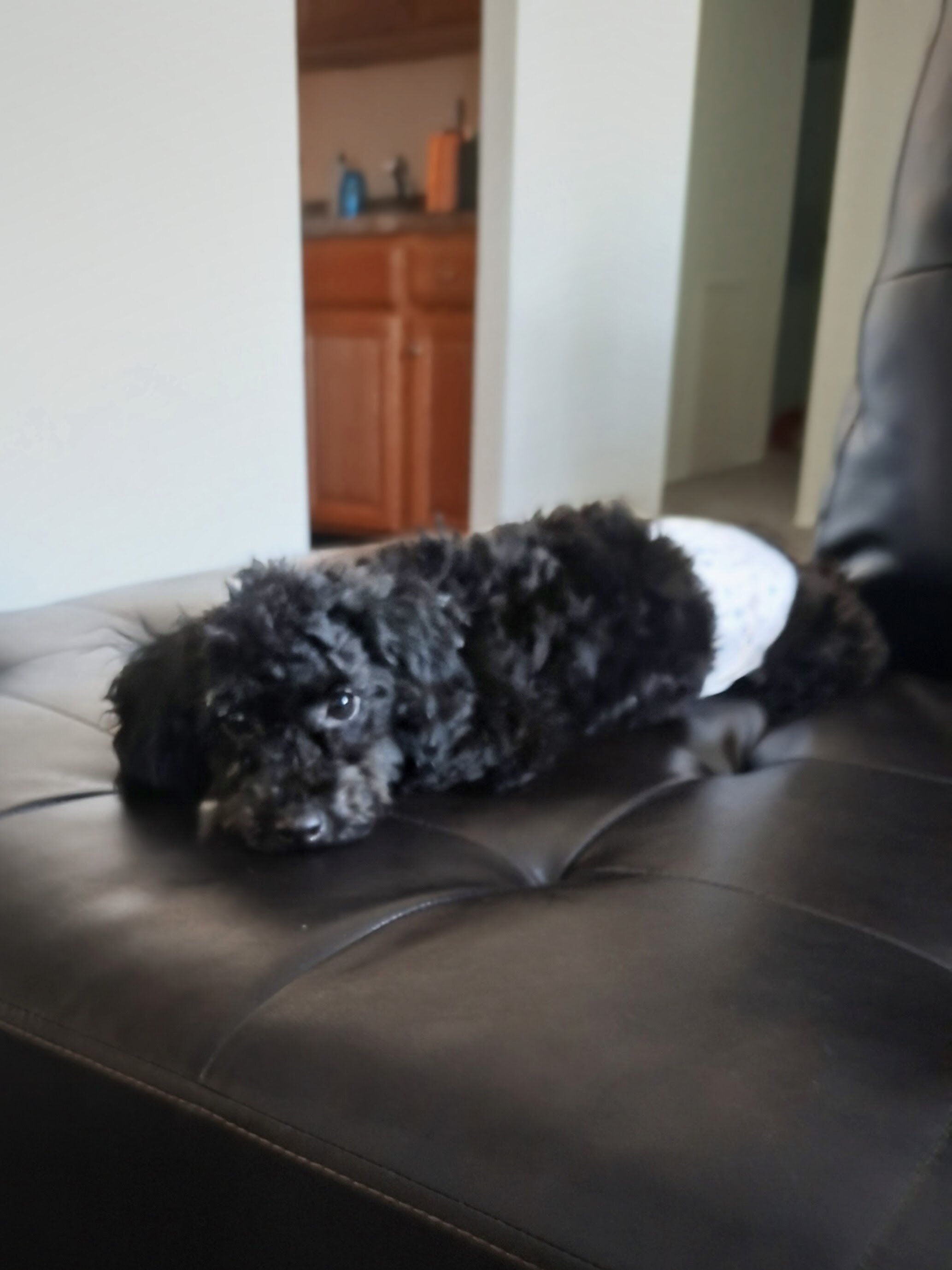 Poodle mix image 5