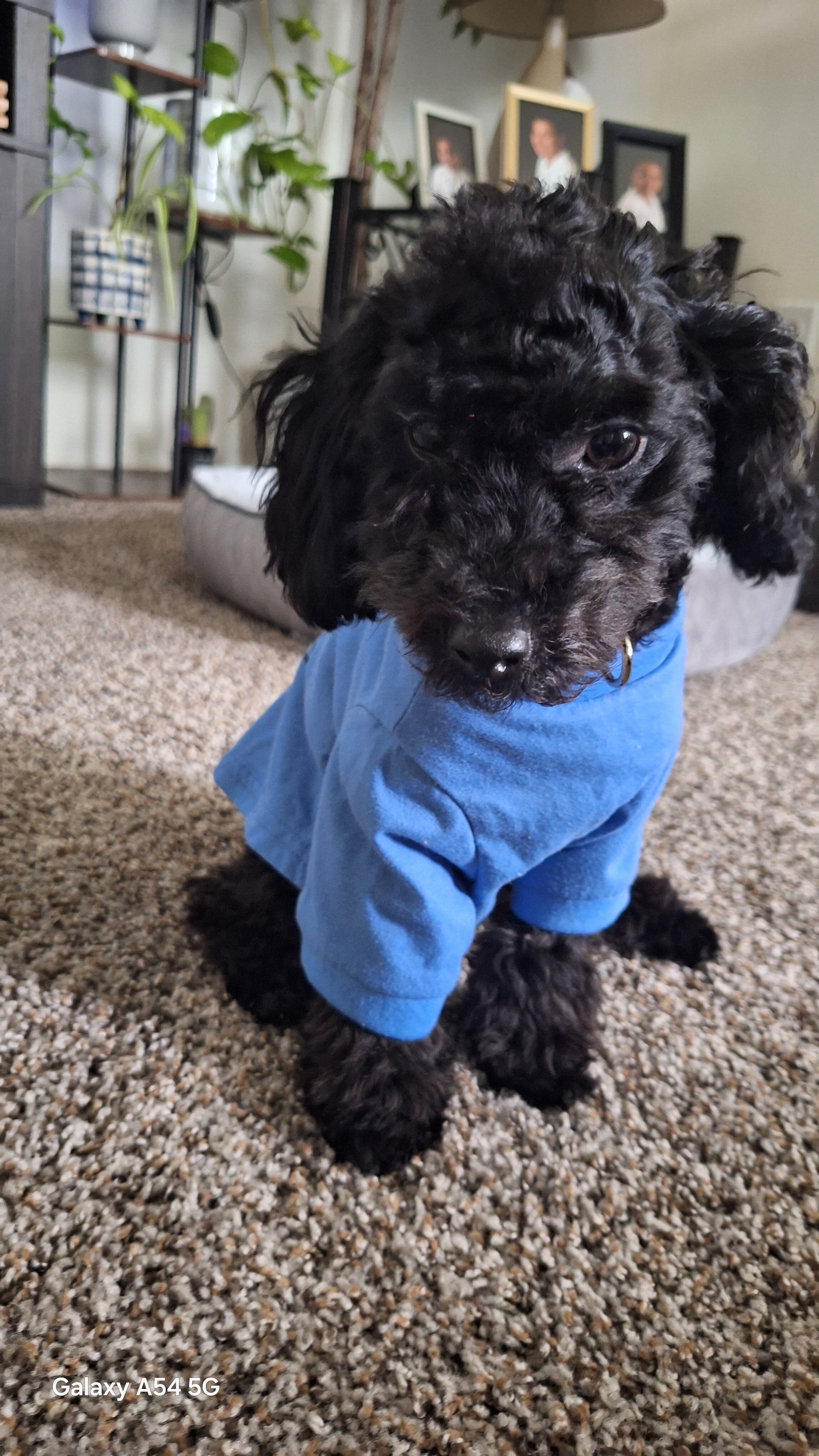 Poodle mix image 2