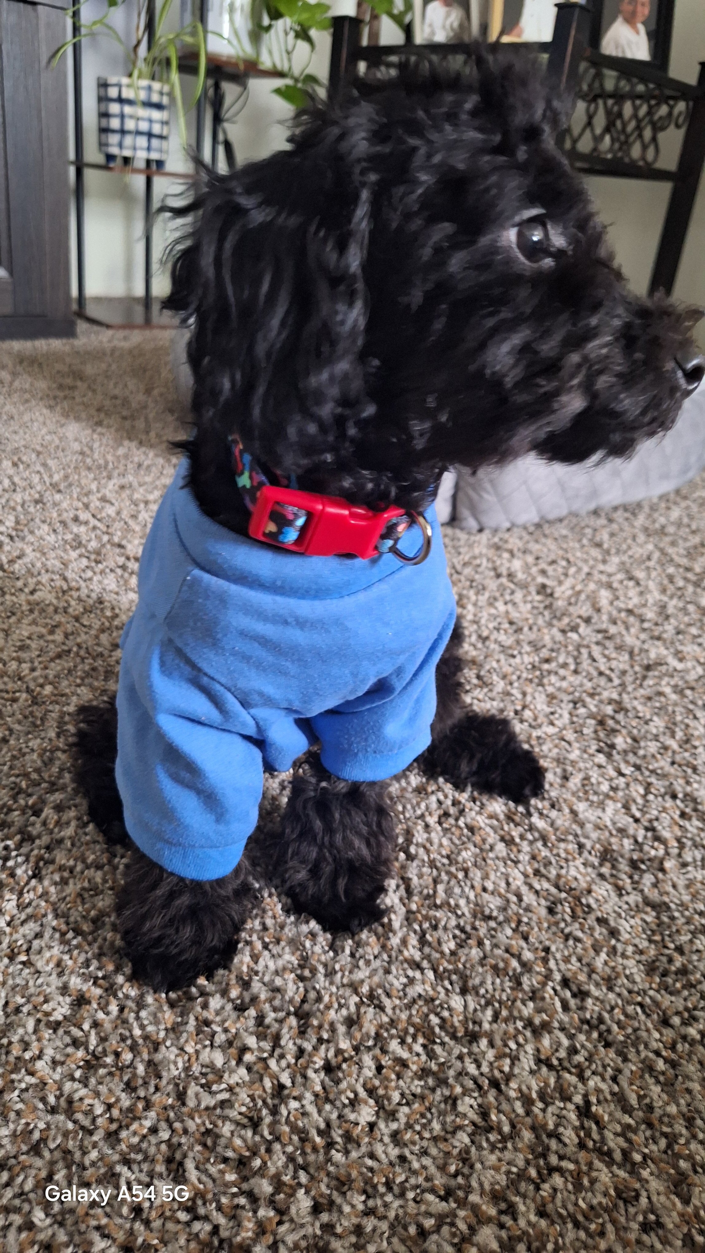 Poodle mix image 4
