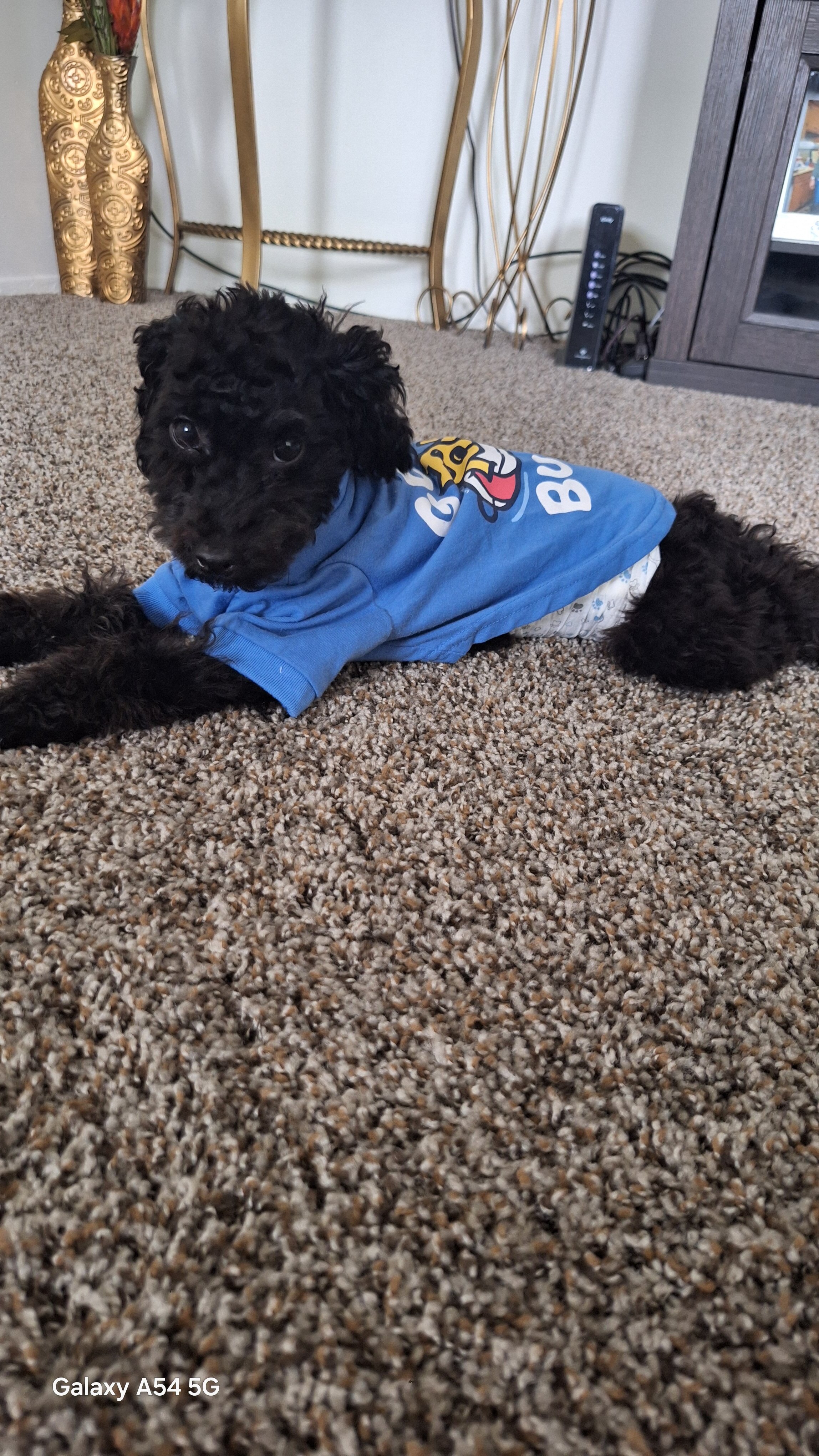 Poodle mix image 3