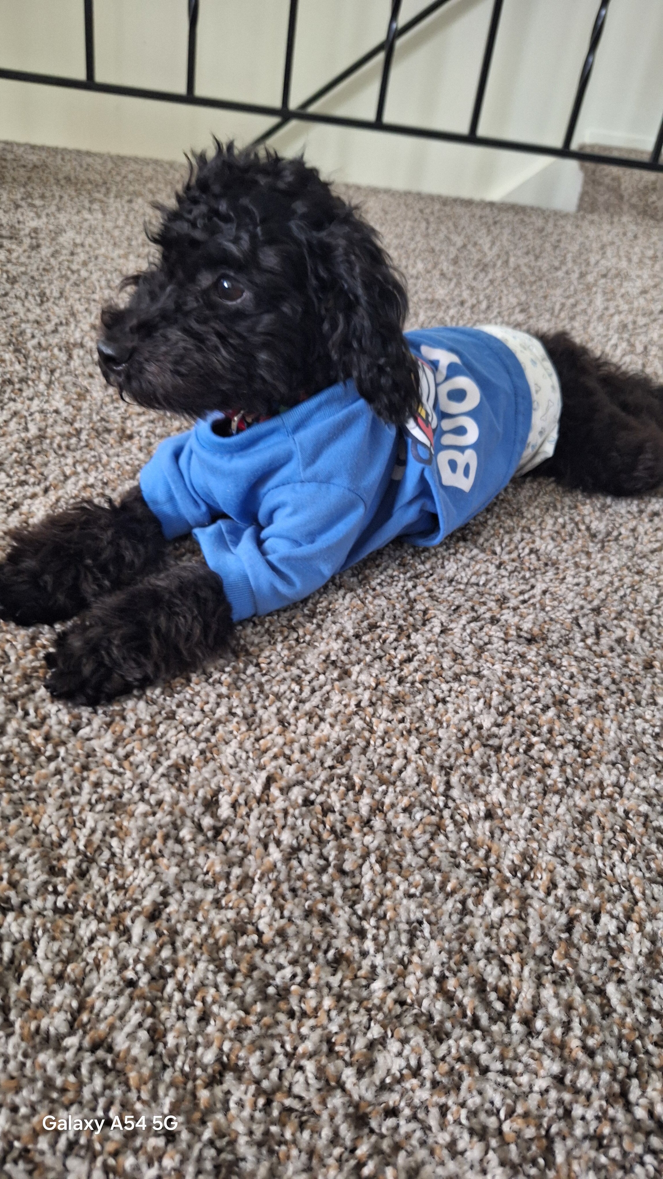 Poodle mix image 1