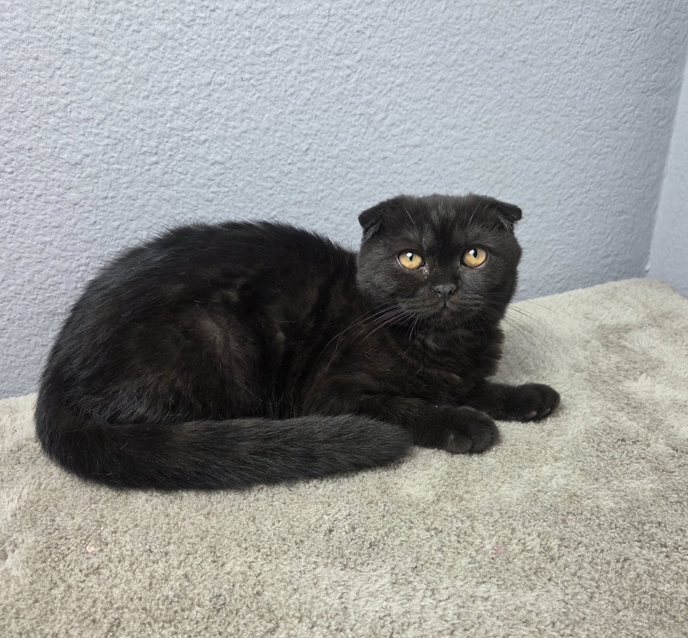Scottish Fold - Lucas image 1