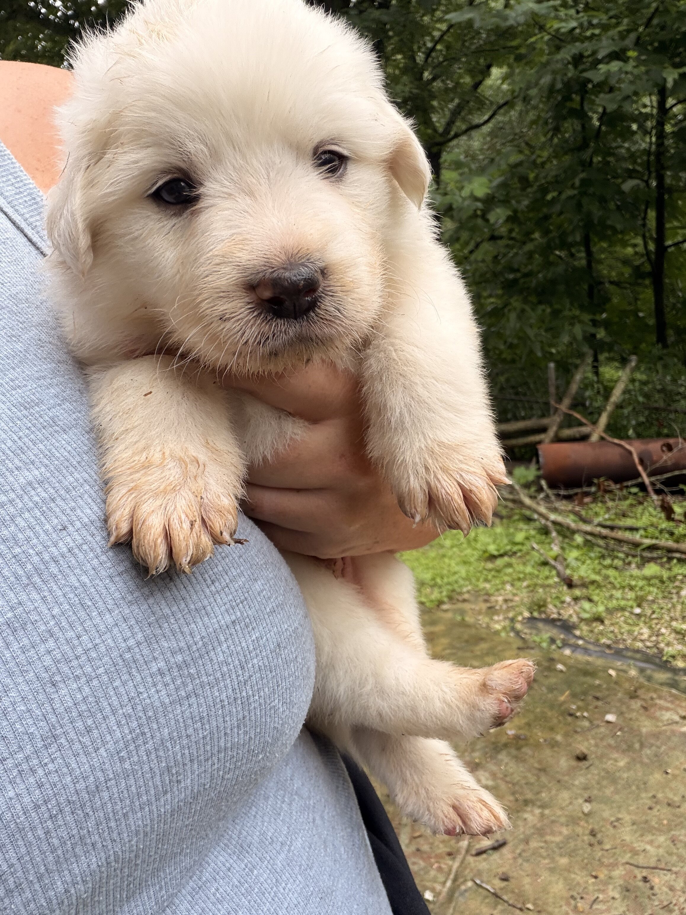 Great Pyrenees Puppies – Ready for New Homes image 4