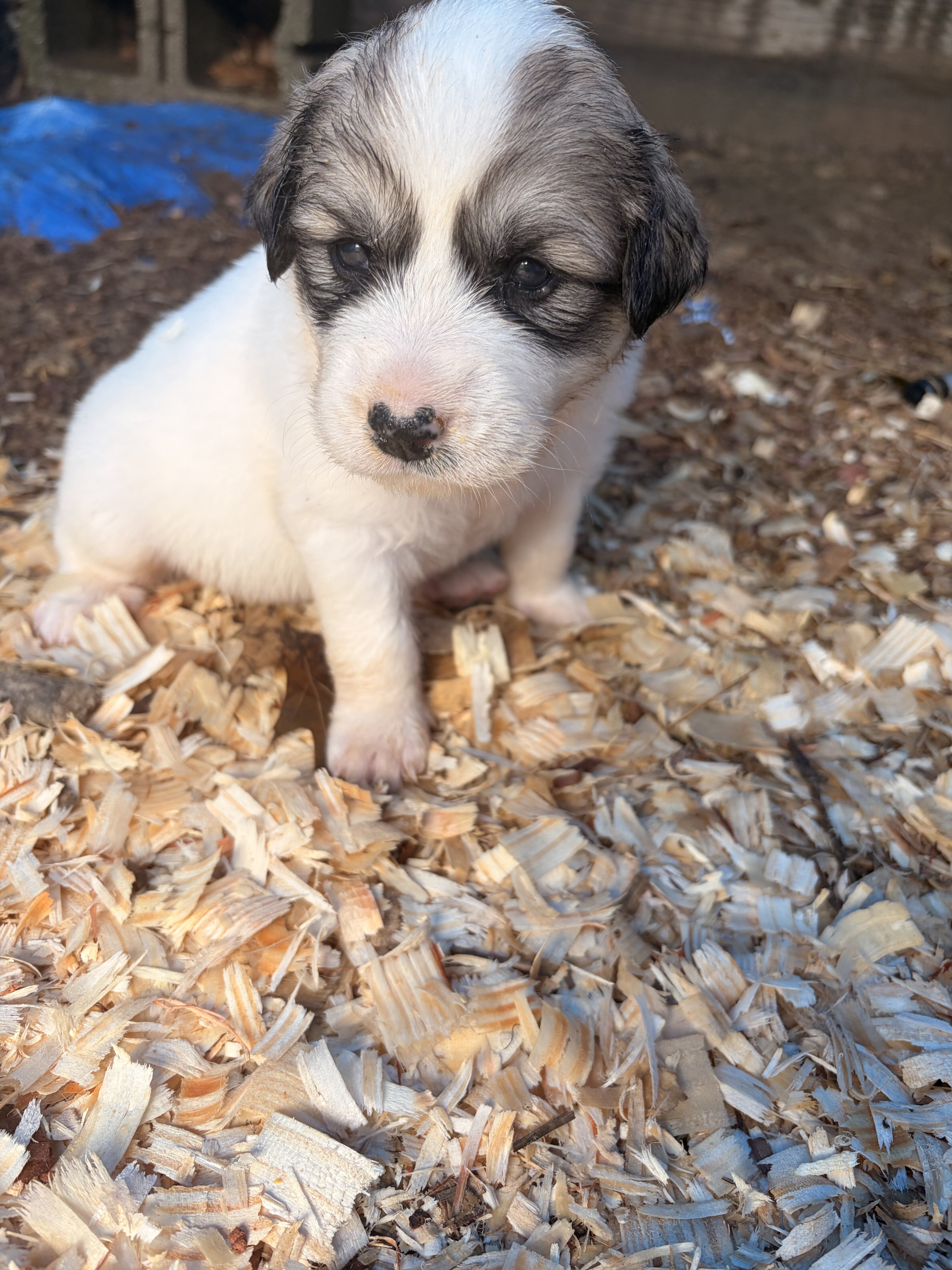 Great Pyrenees Puppies – Ready for New Homes image 3