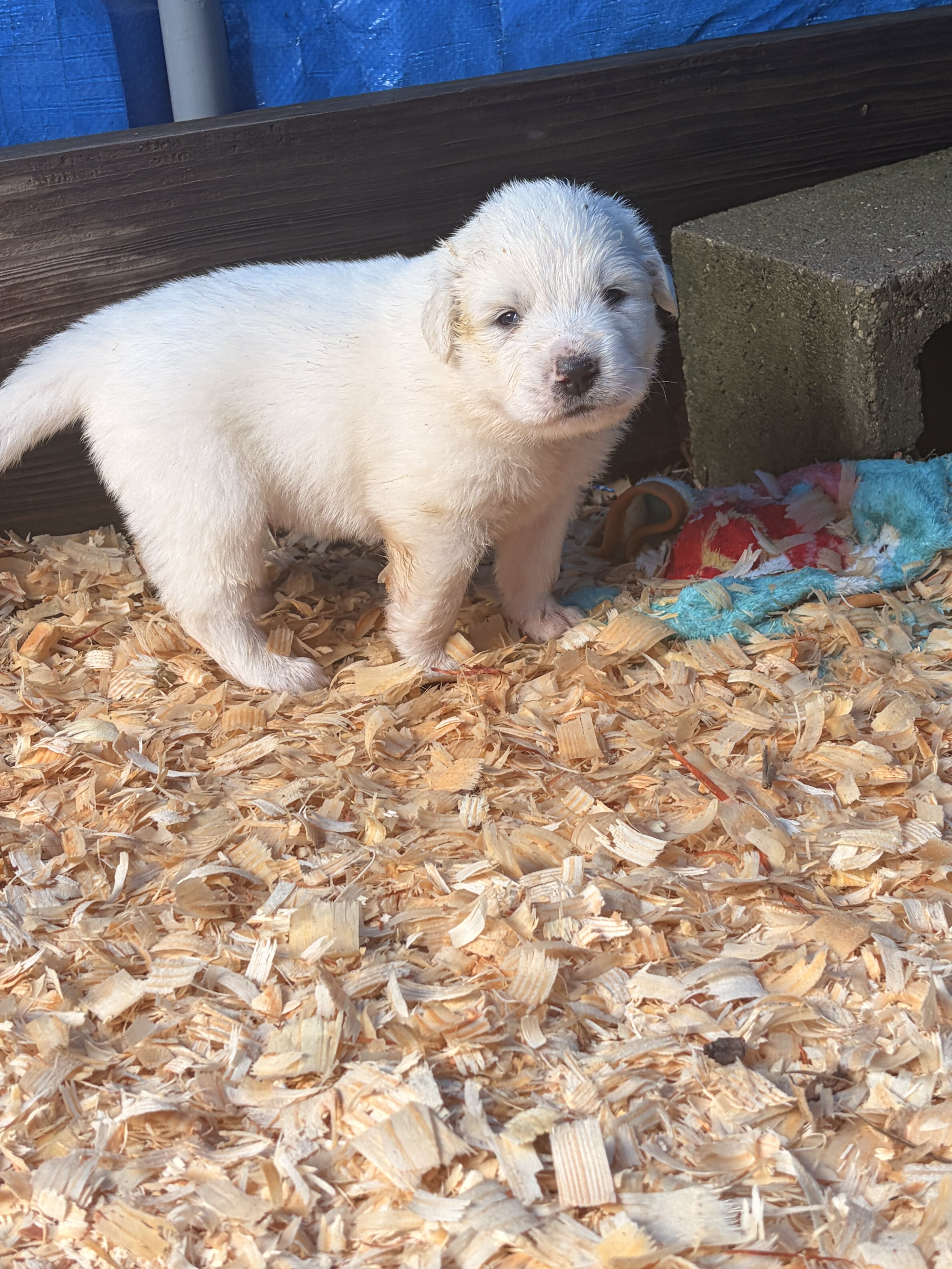 Great Pyrenees Puppies – Ready for New Homes image 2