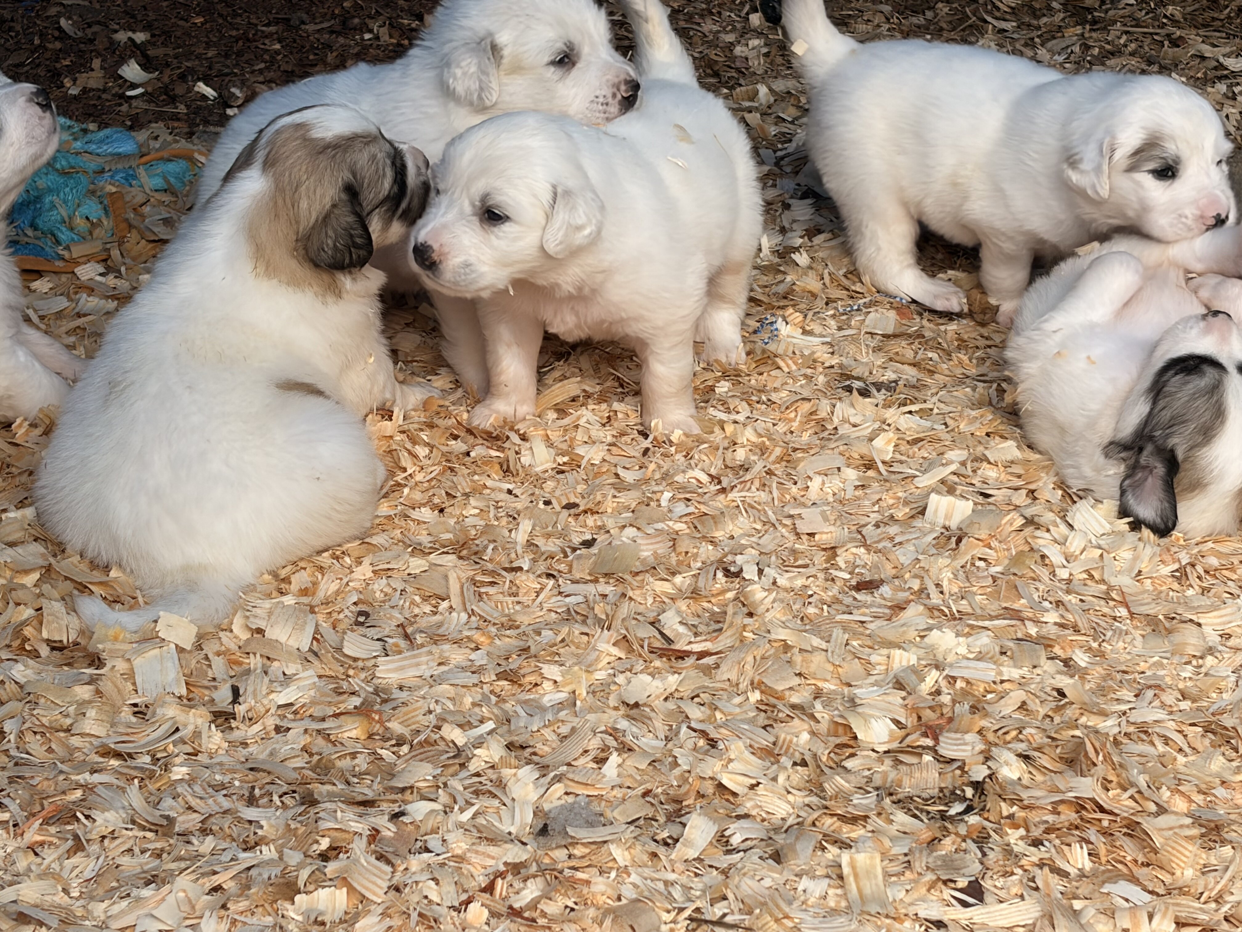 Great Pyrenees Puppies – Ready for New Homes image 1