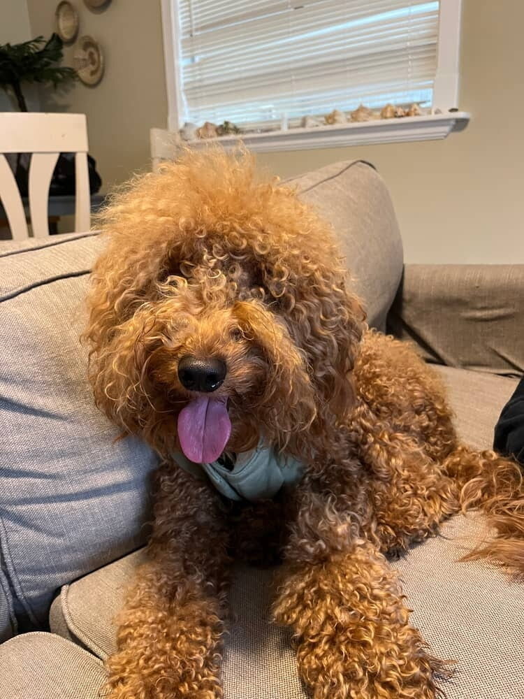 Max the Mini GoldenDoodle image 1