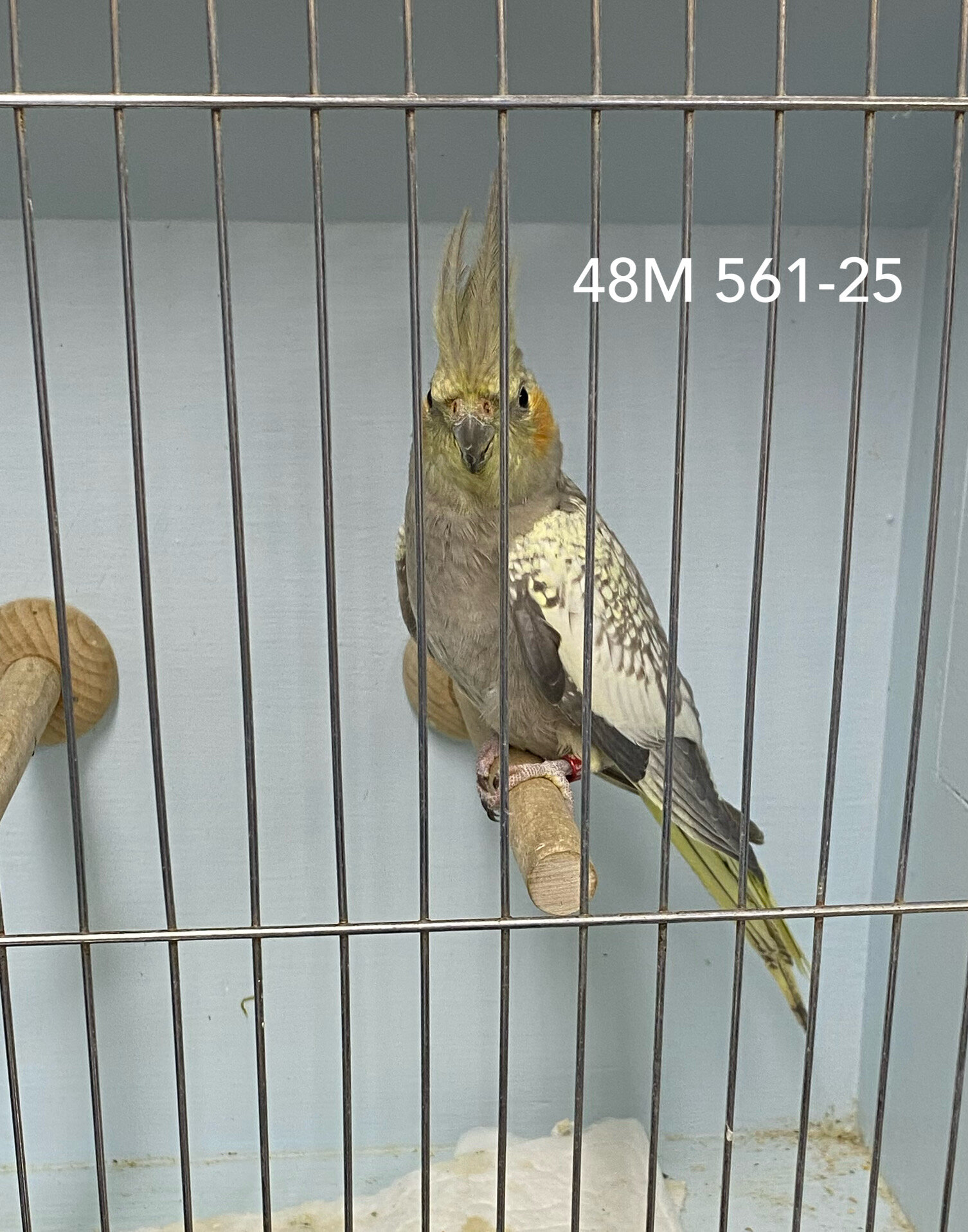 Show Quality Cockatiels image 1