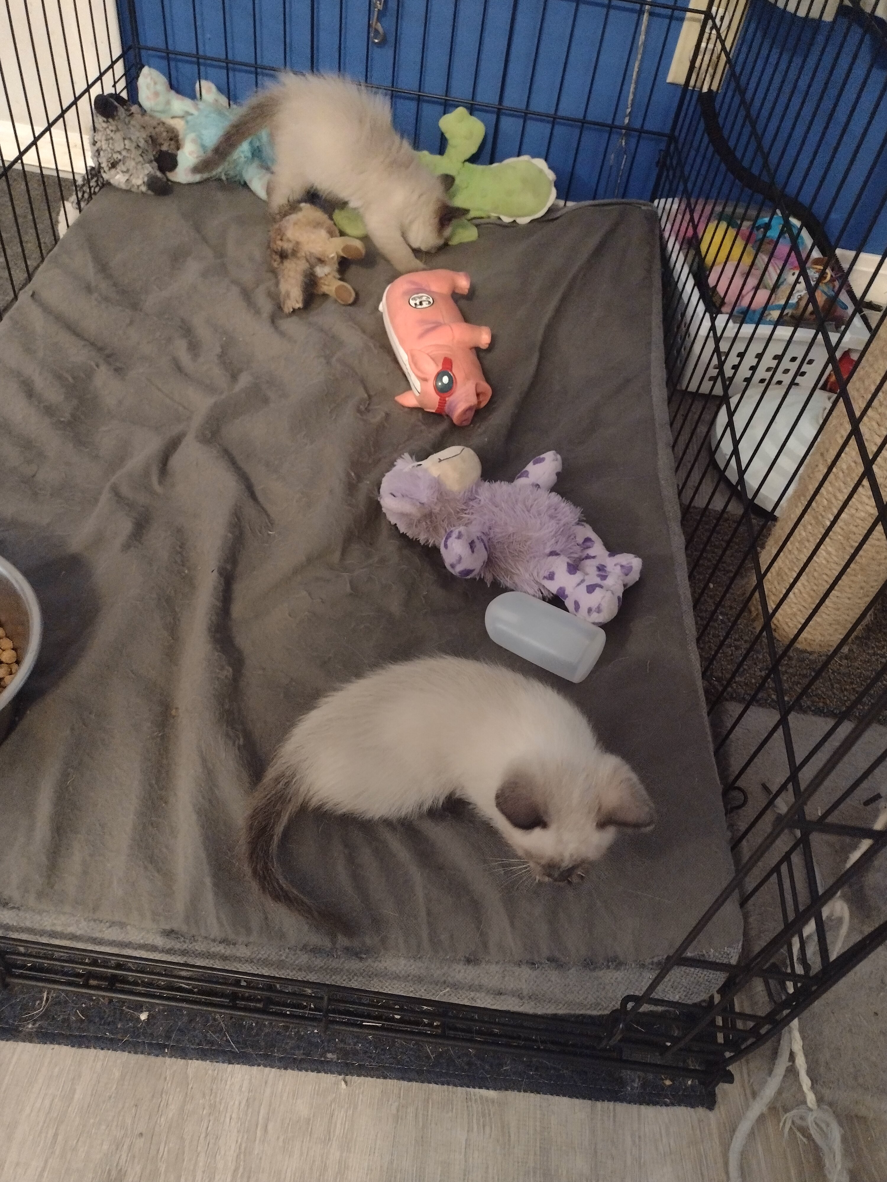 Seal-Point Siamese/ Ragdoll kittens image 1