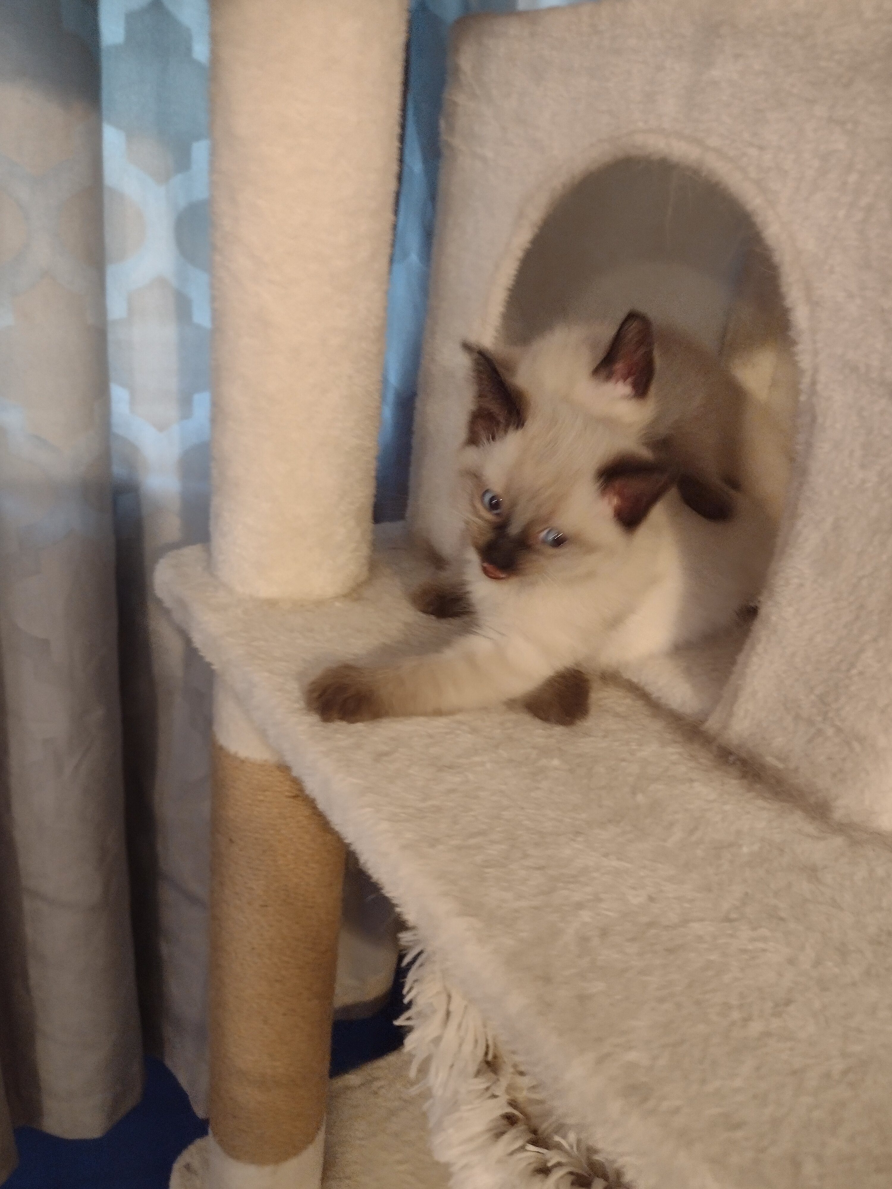 Seal-Point Siamese/ Ragdoll kittens image 2
