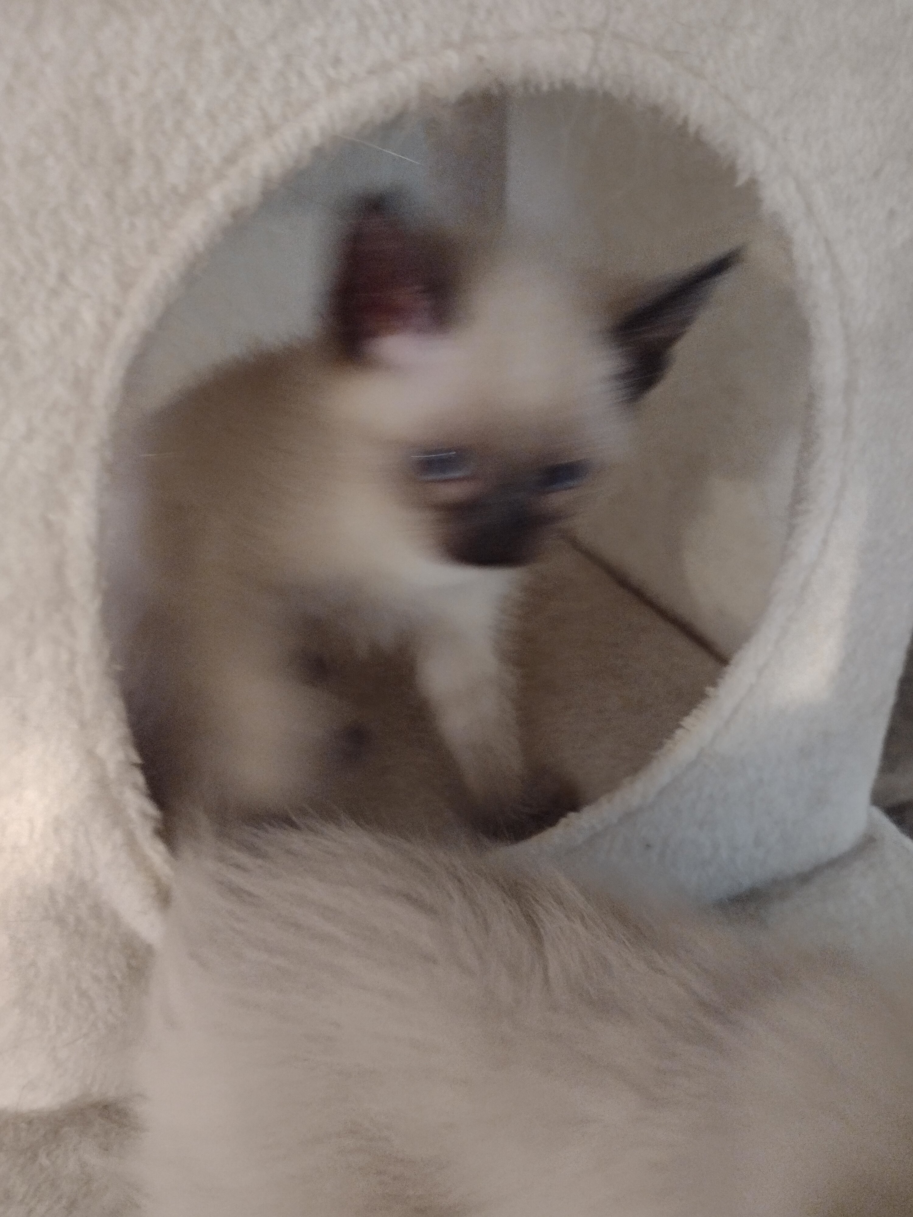 Seal-Point Siamese/ Ragdoll kittens image 3