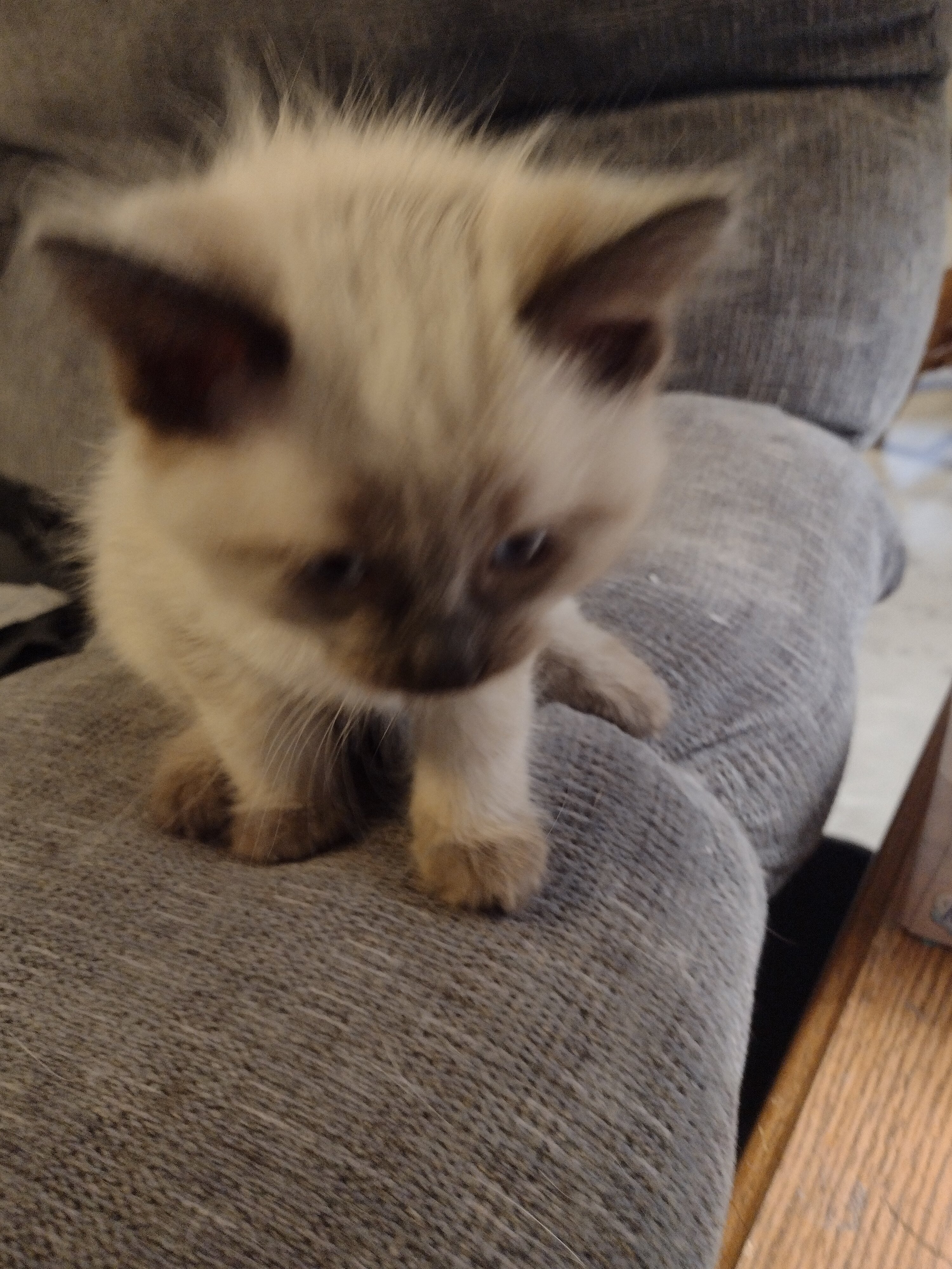 Seal-Point Siamese/ Ragdoll kittens image 4
