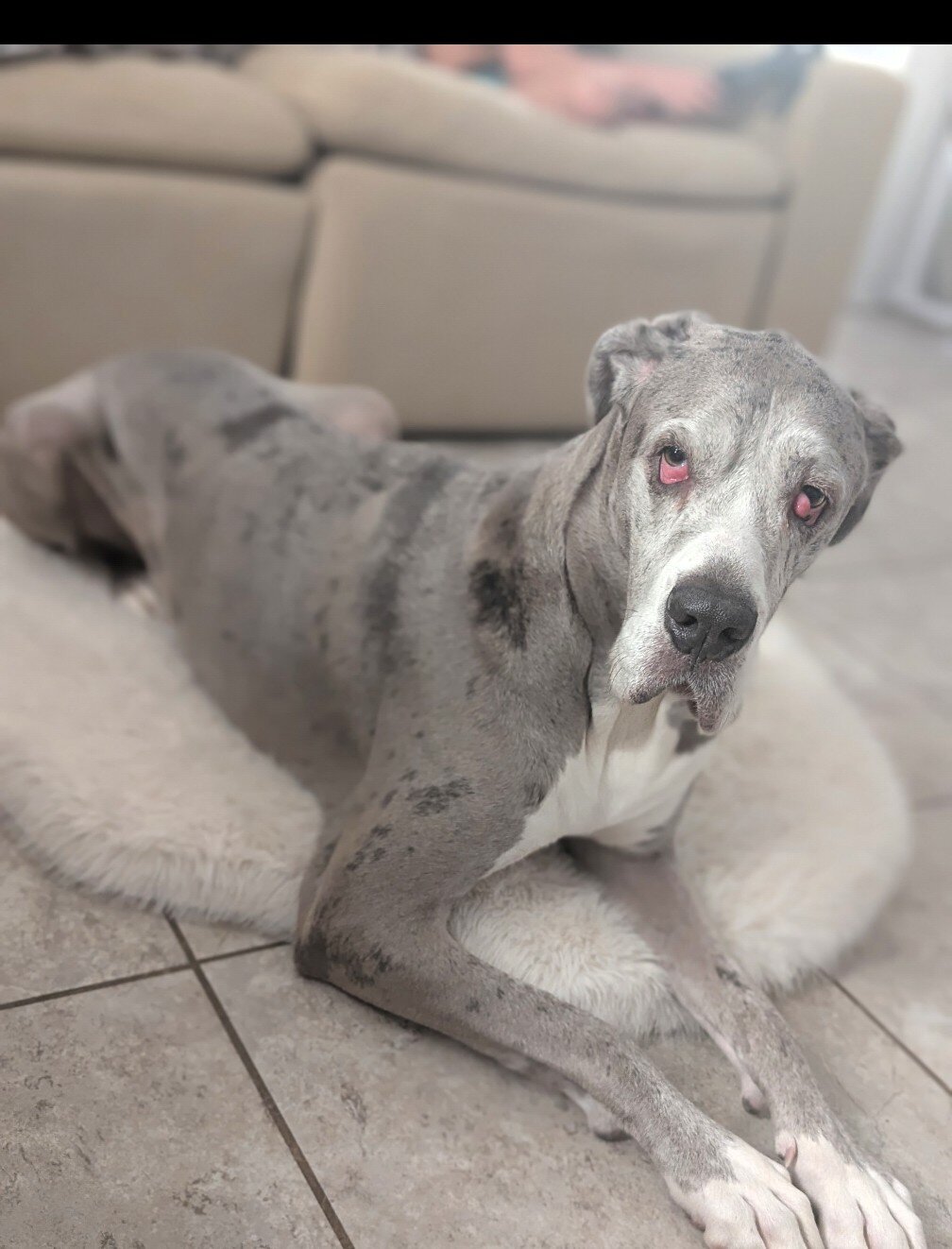 Great Dane/Mastiff image 1