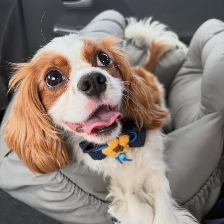 Cavalier king Charles spaniel image 2