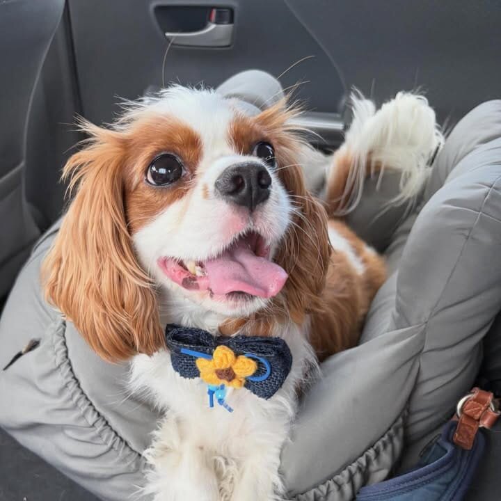 Cavalier king Charles spaniel image 1