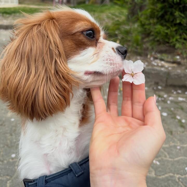 Cavalier king Charles spaniel image 3