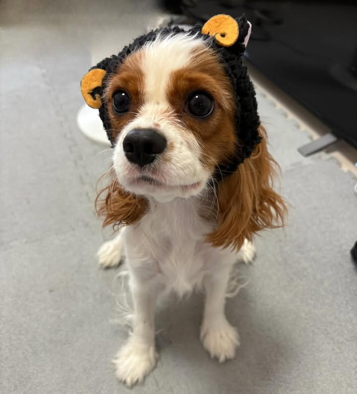 Cavalier king Charles spaniel image 6
