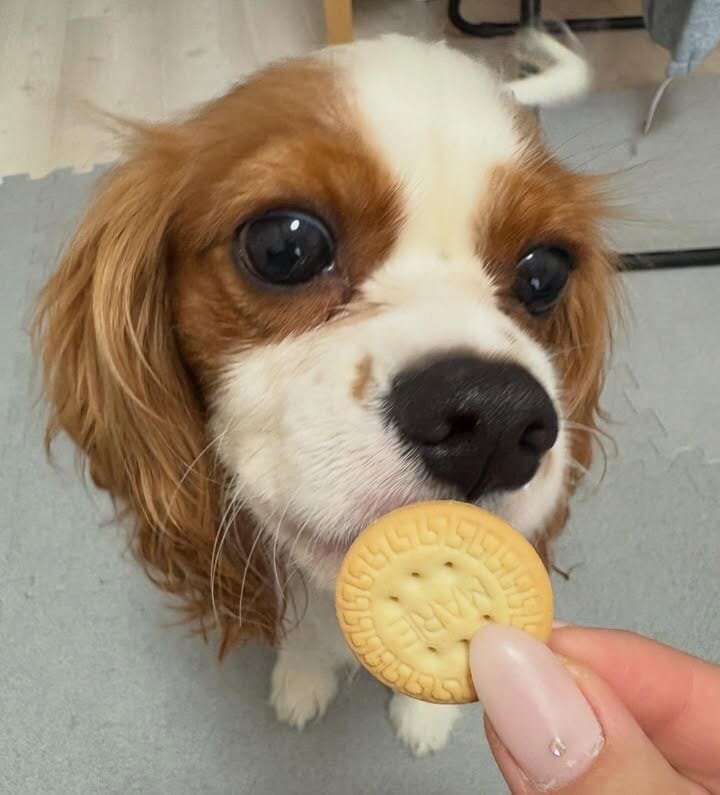 Cavalier king Charles spaniel image 5