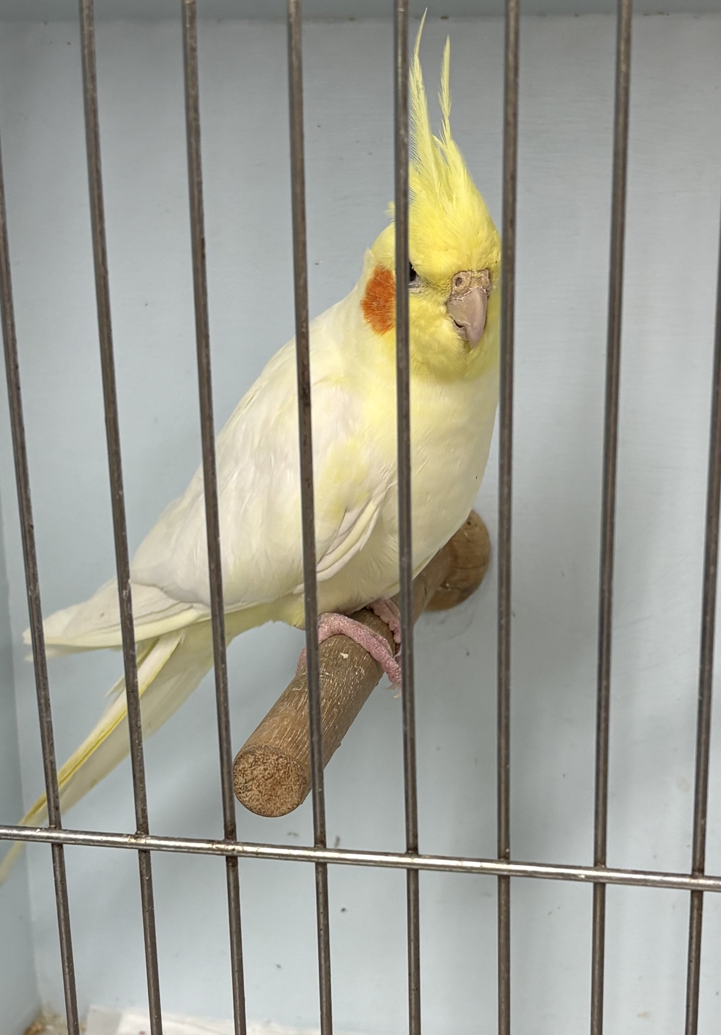 Cockatiel image 1