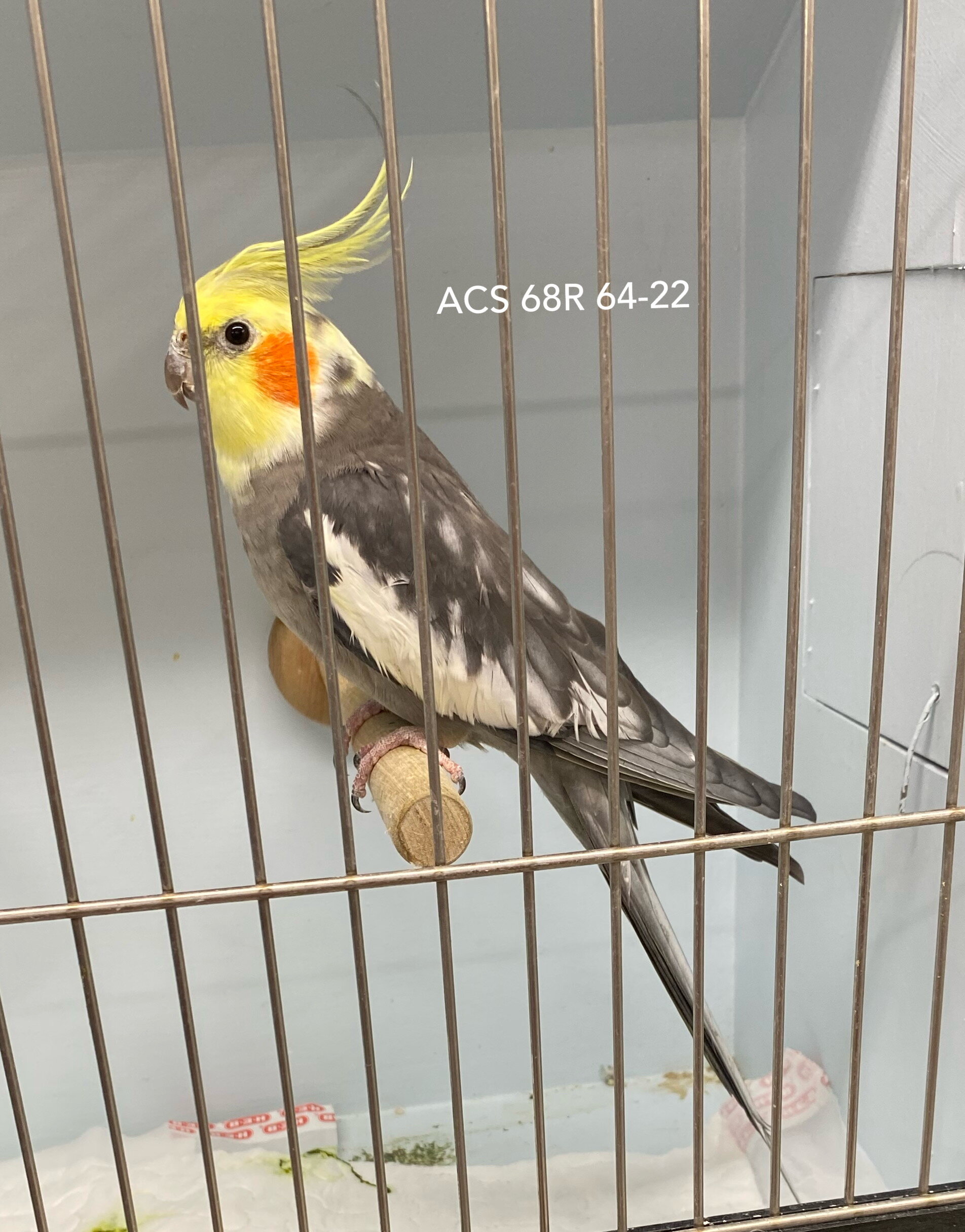 Pied Cockatiel image 1