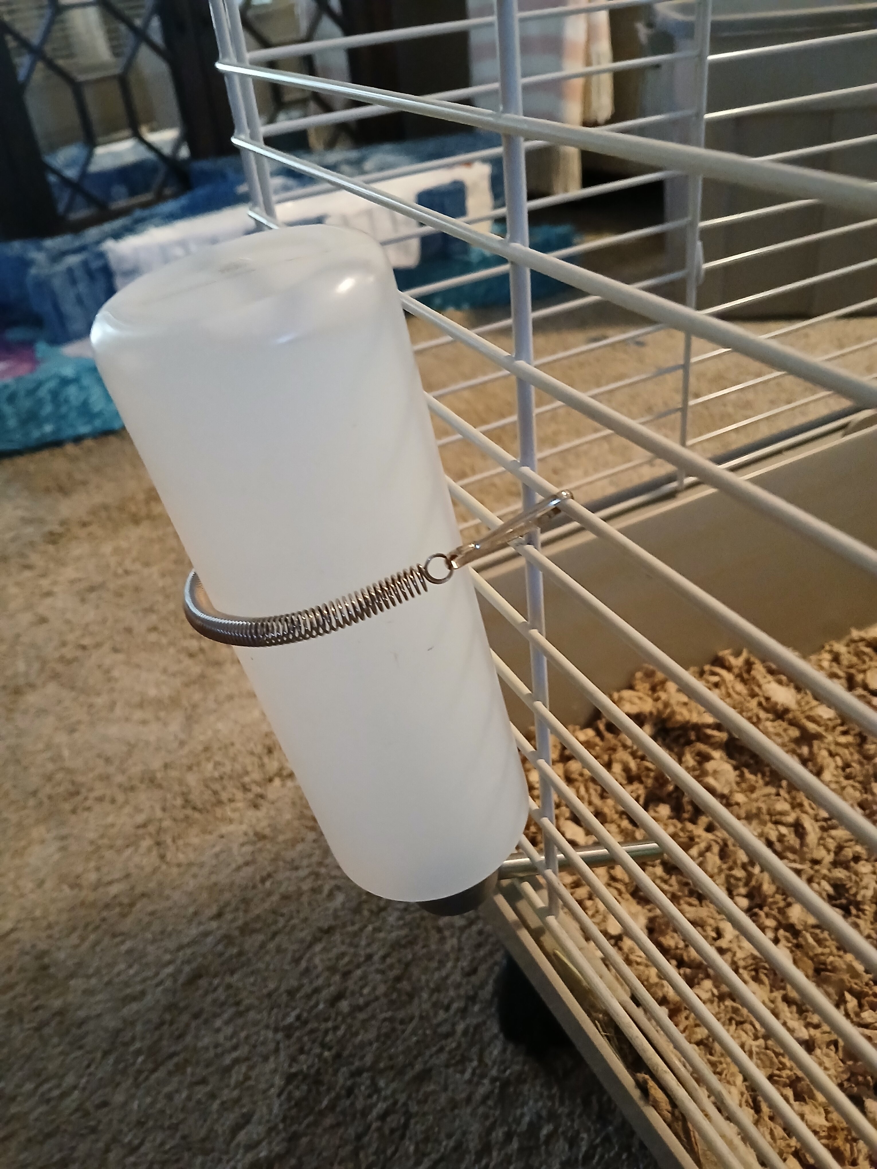 Pair of Bonded Male Guinea Pigs image 7