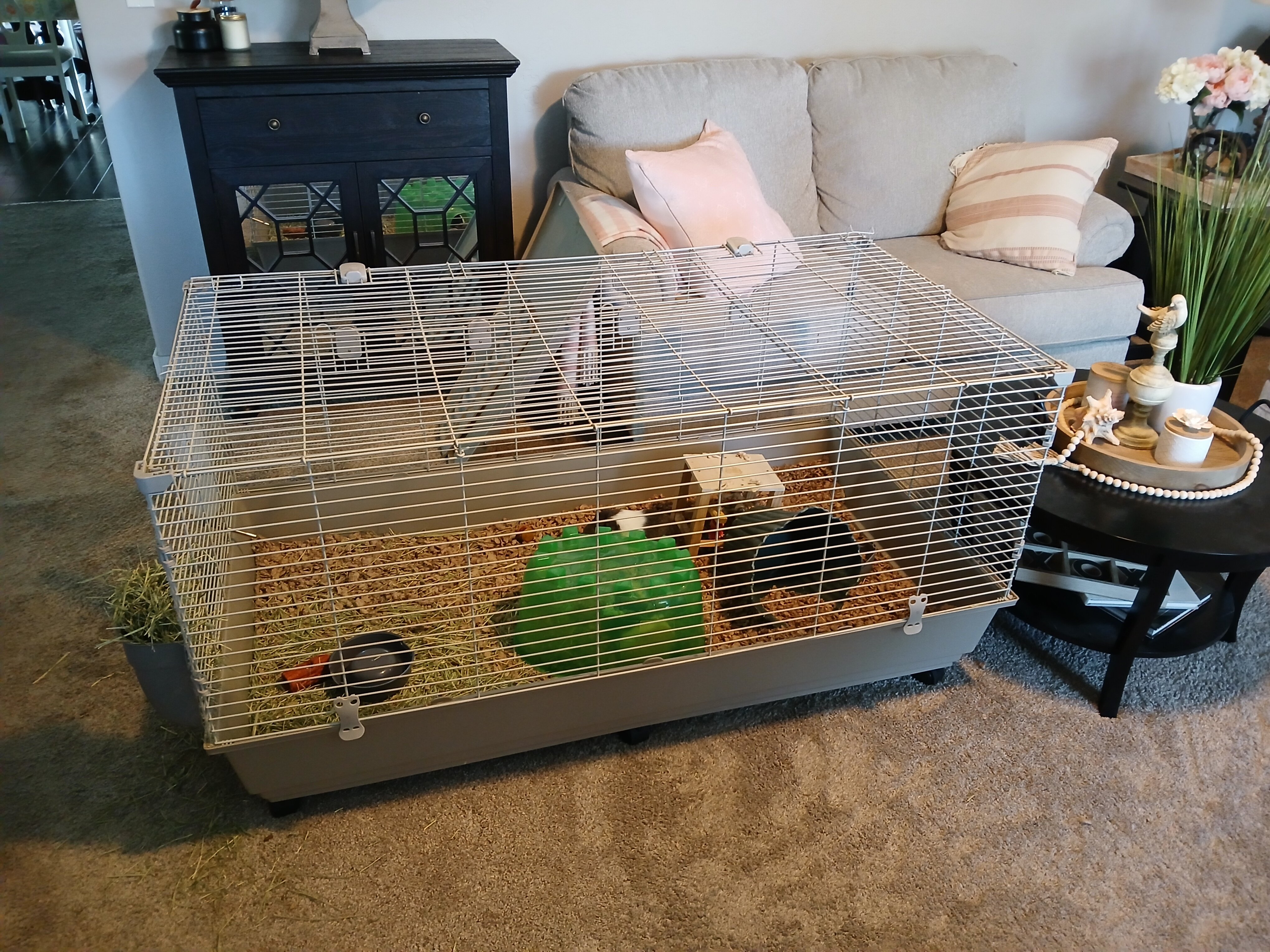 Pair of Bonded Male Guinea Pigs image 2