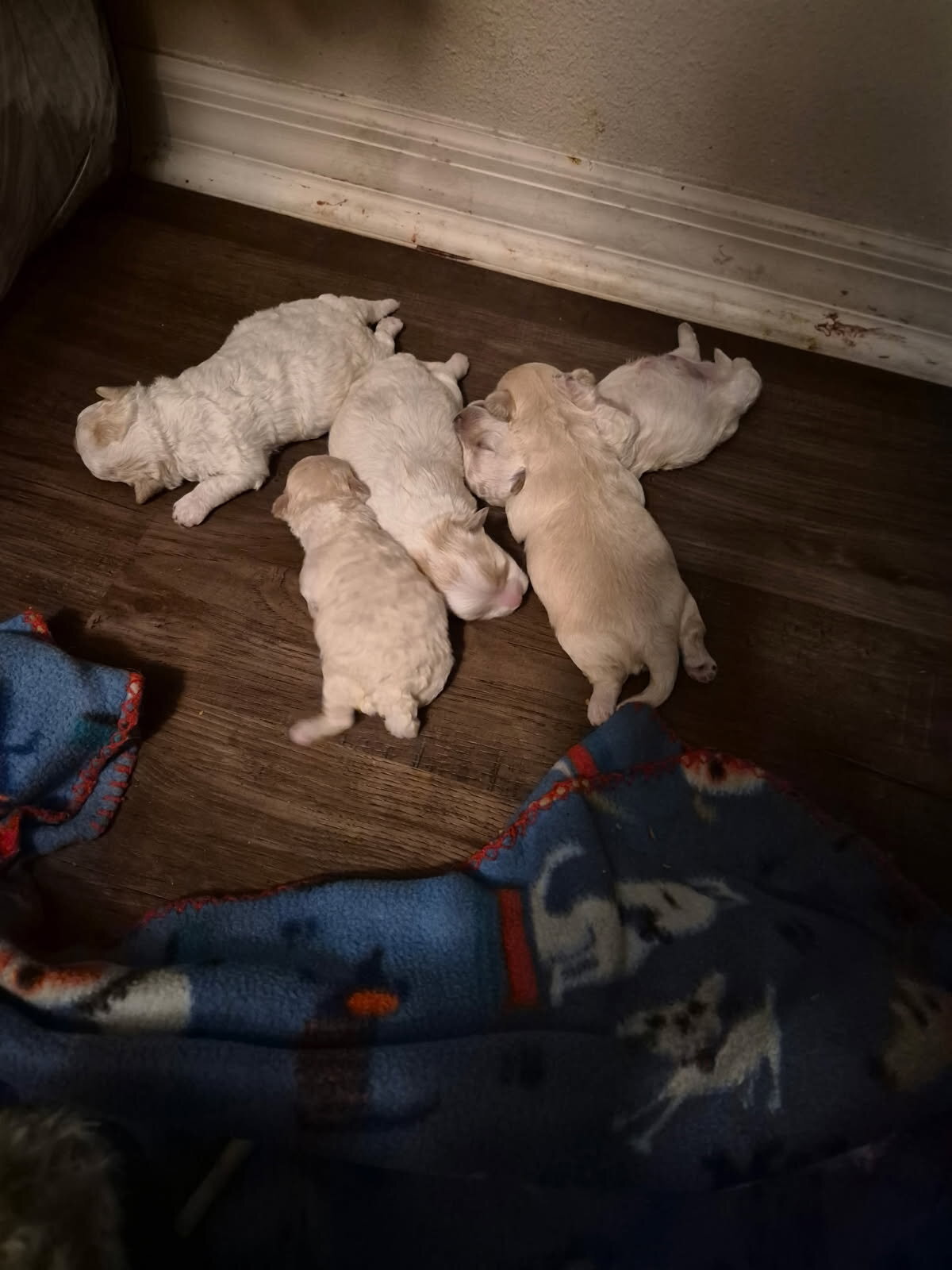 Maltipoo Puppies image 3