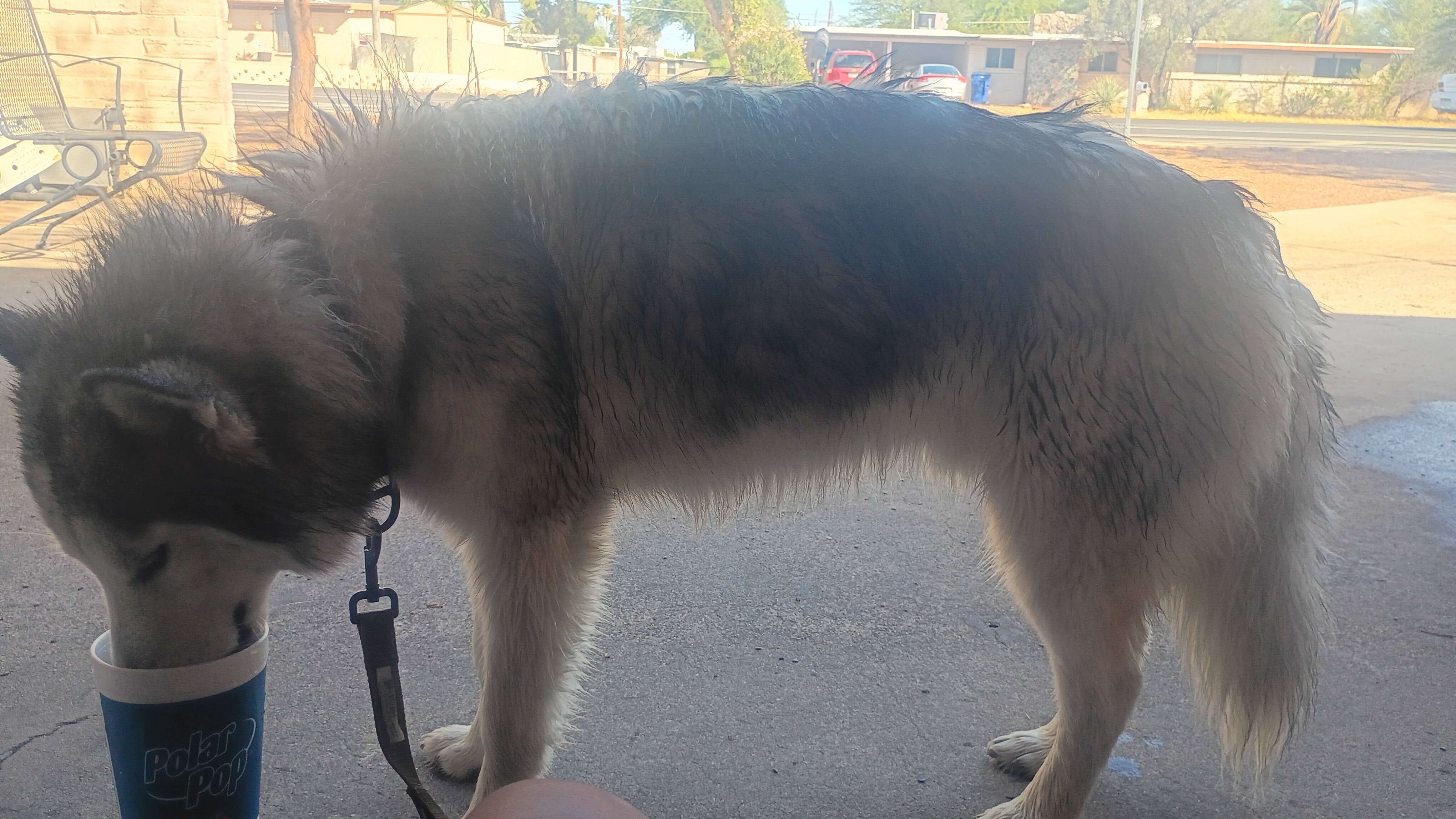 Husky image 5
