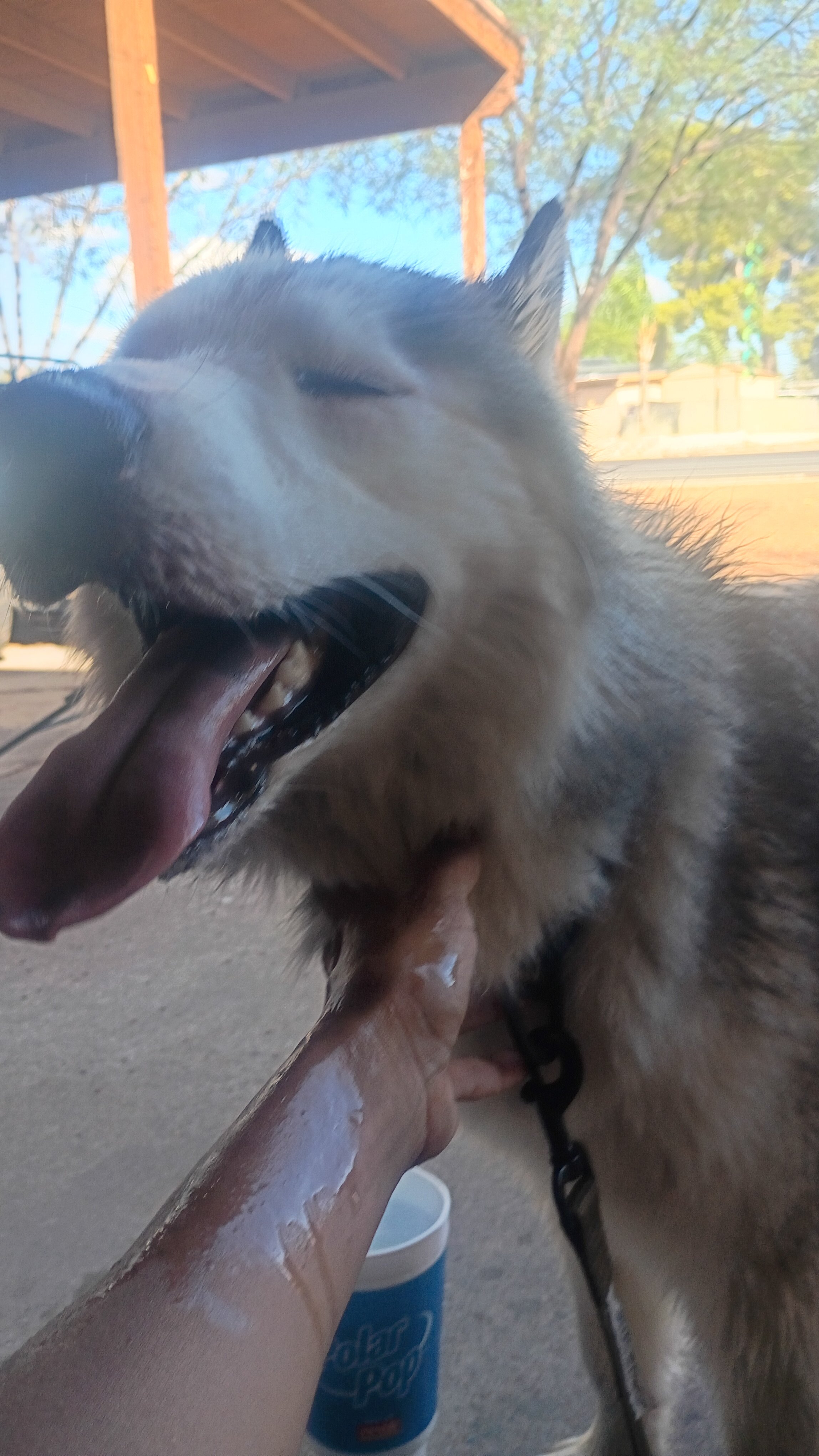 Husky image 3