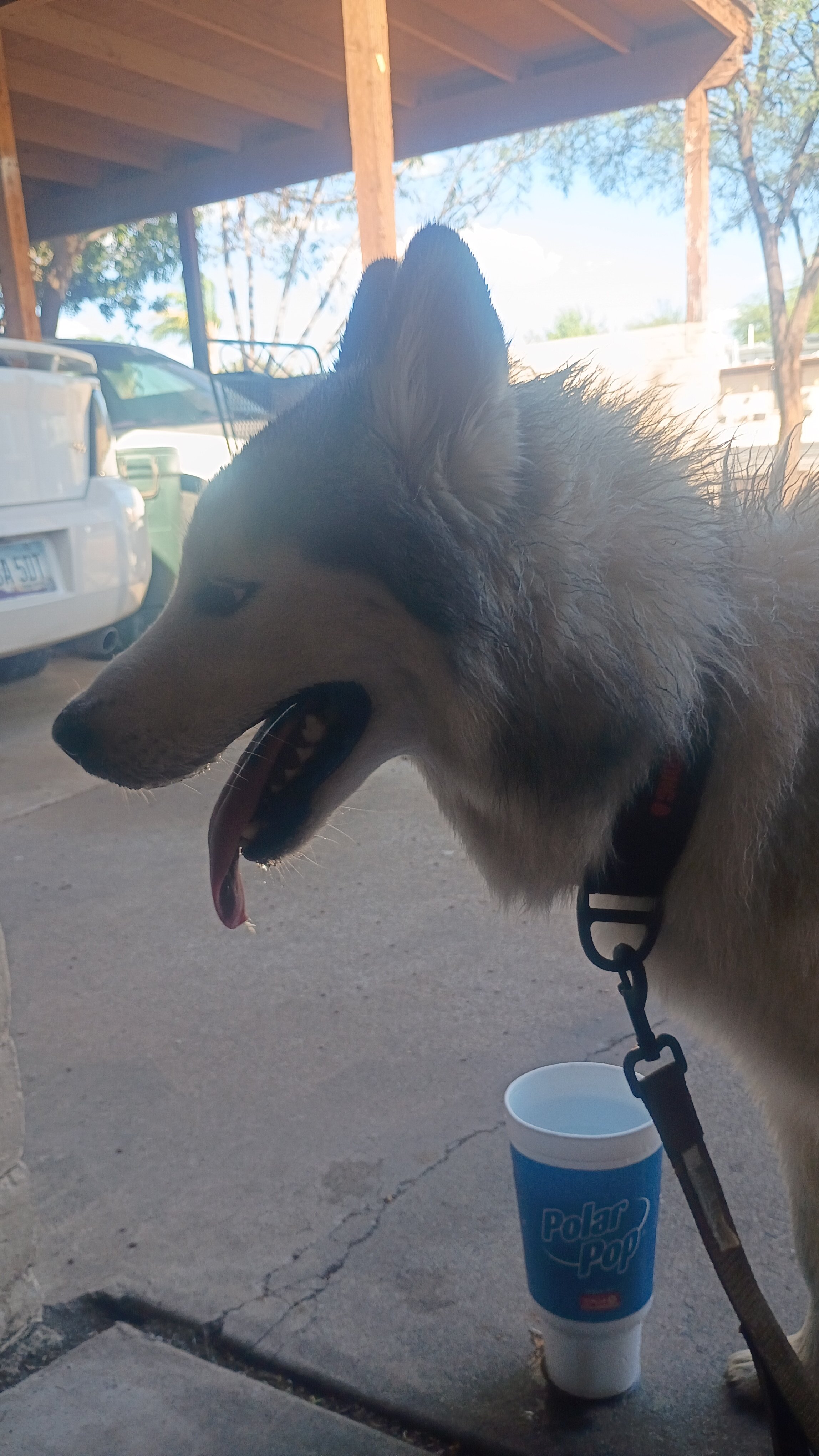 Husky image 4