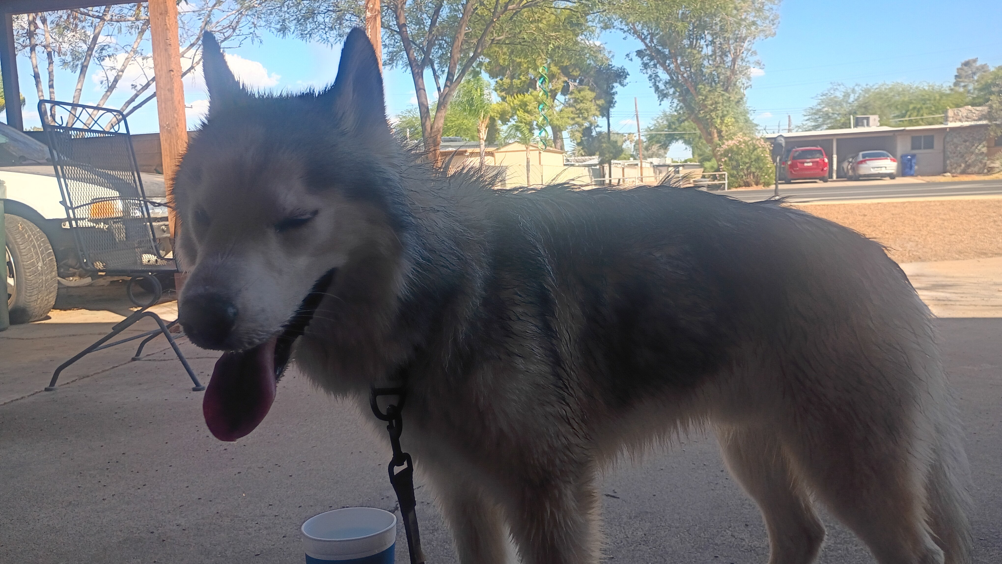 Husky image 1