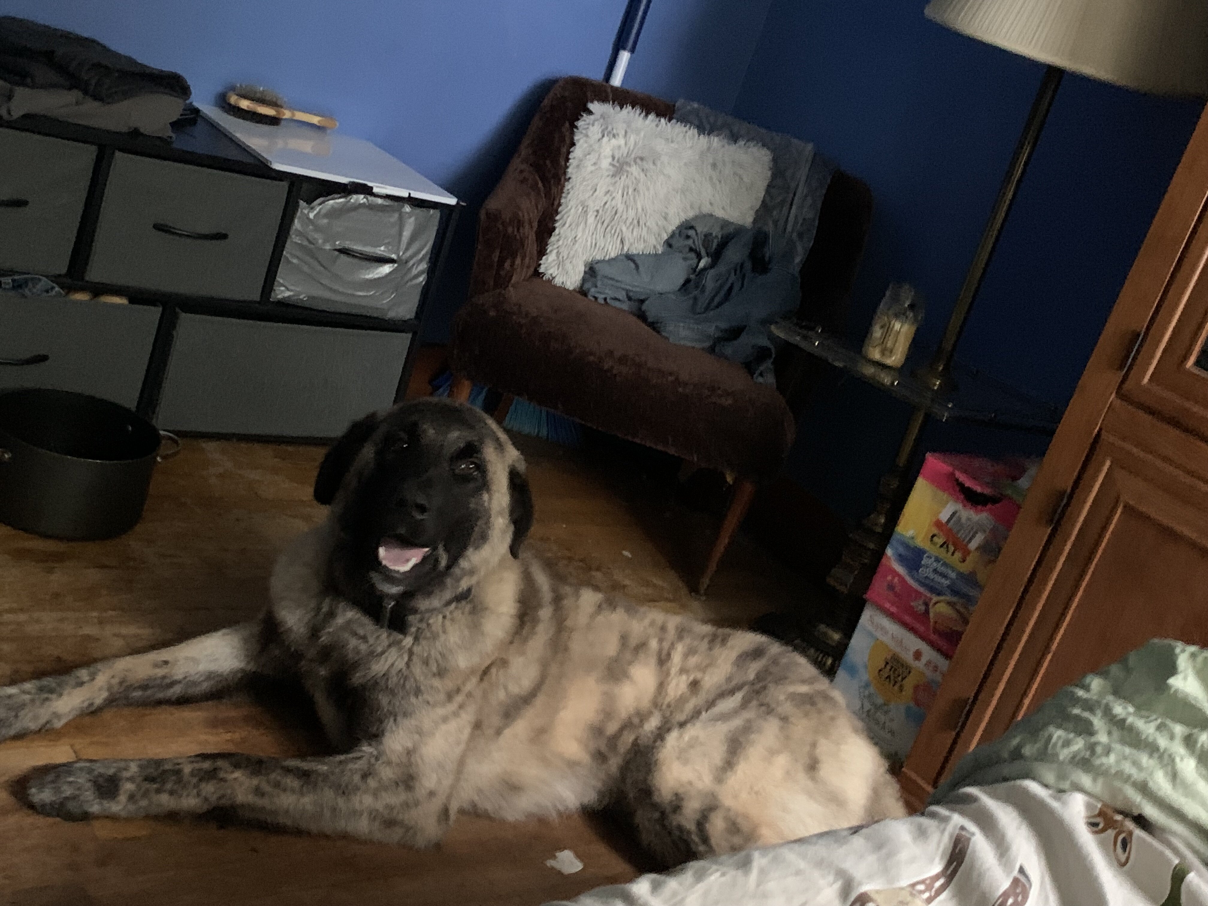 Anatolian Shepherd Kangal mix, 1 year image 3
