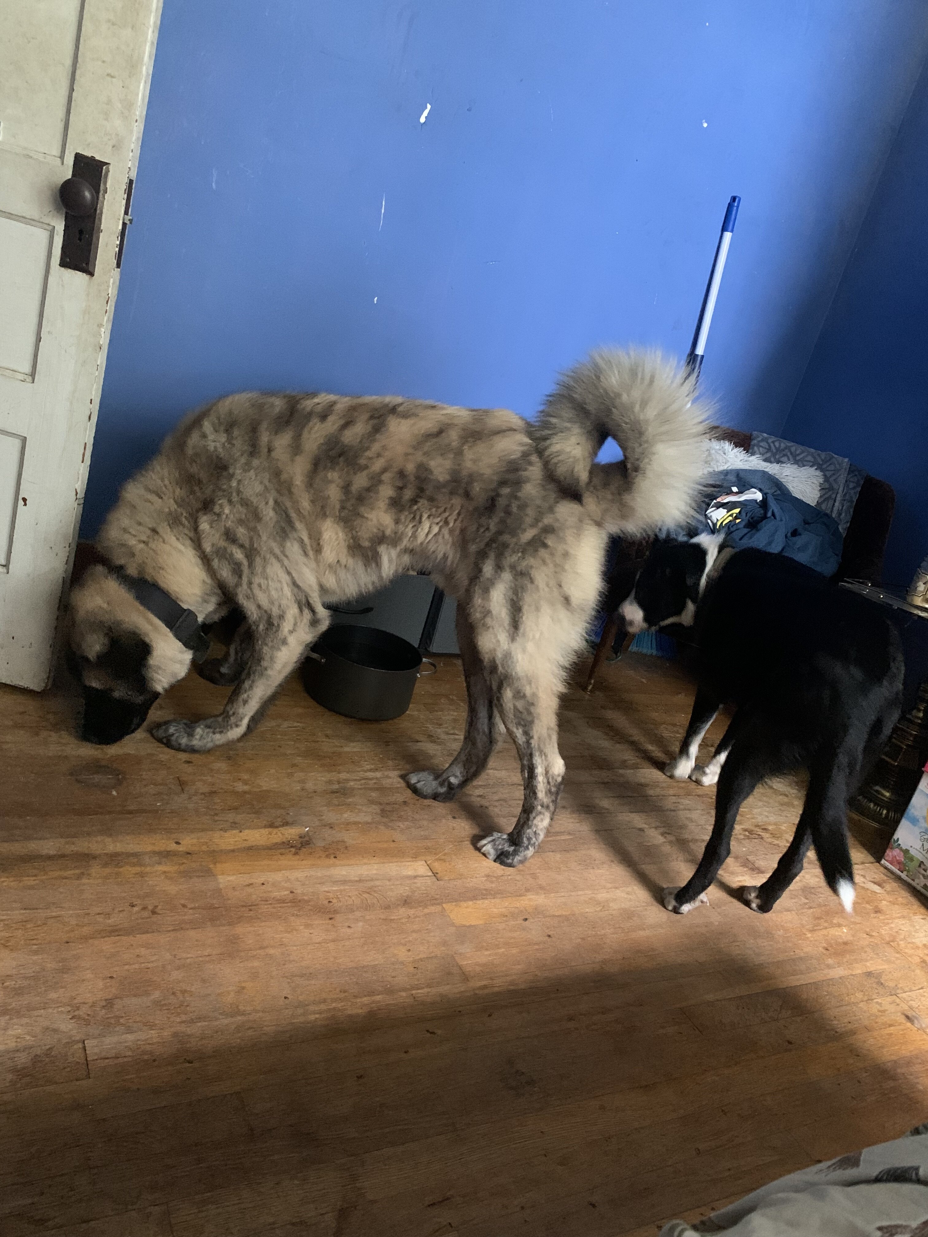 Anatolian Shepherd Kangal mix, 1 year image 1