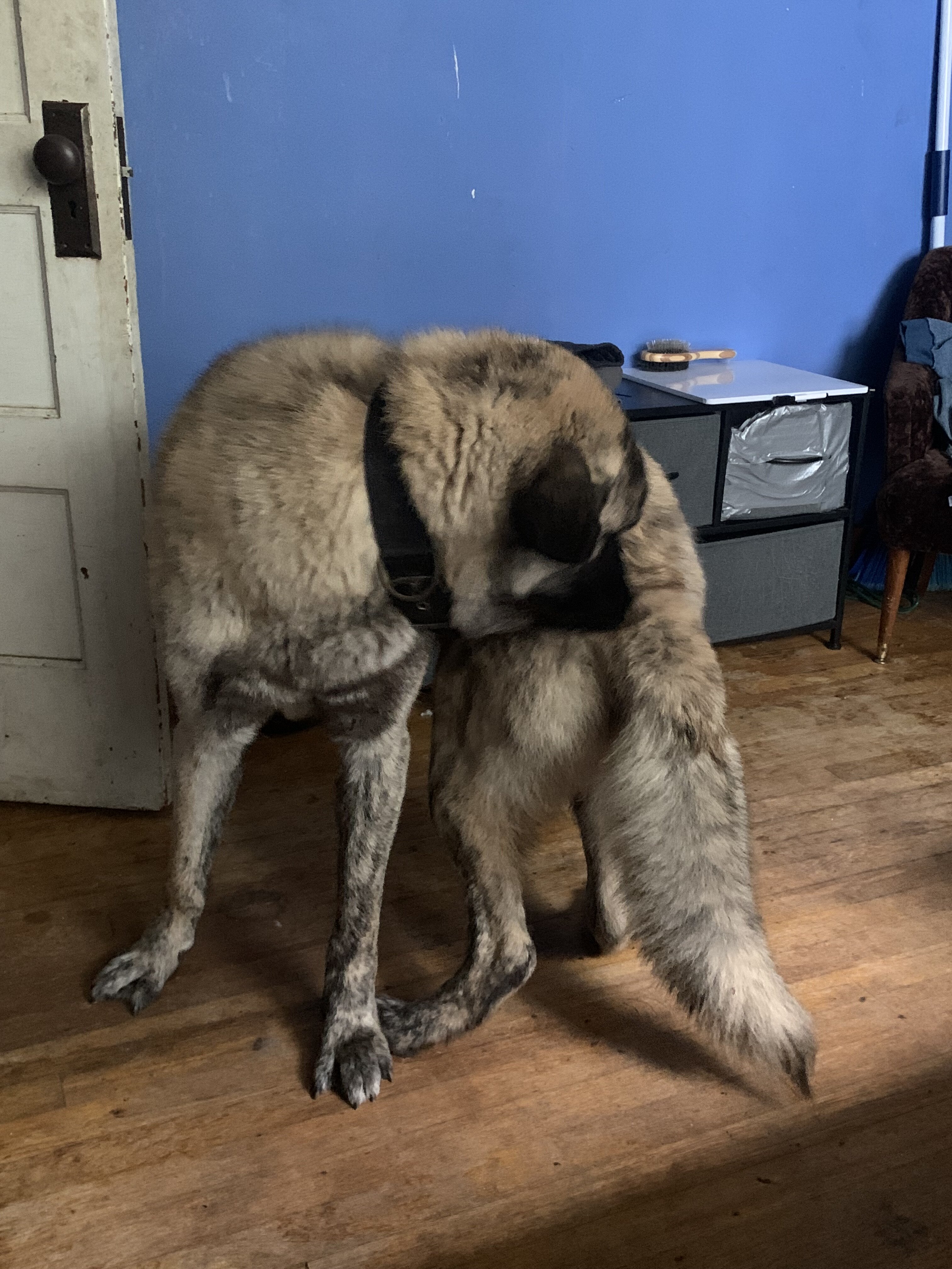 Anatolian Shepherd Kangal mix, 1 year image 2