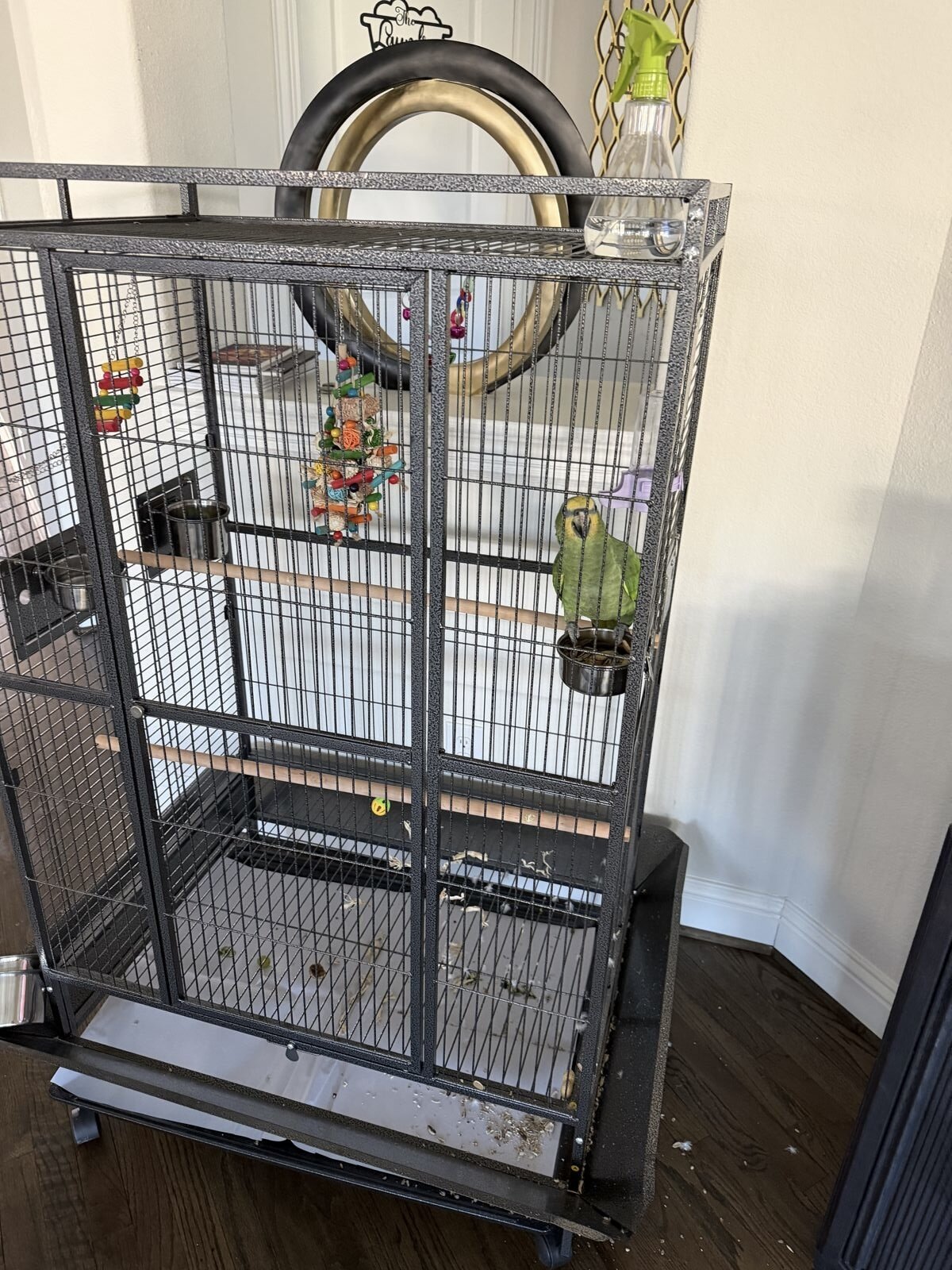 Young Amazon Parrot with Large Cage image 2