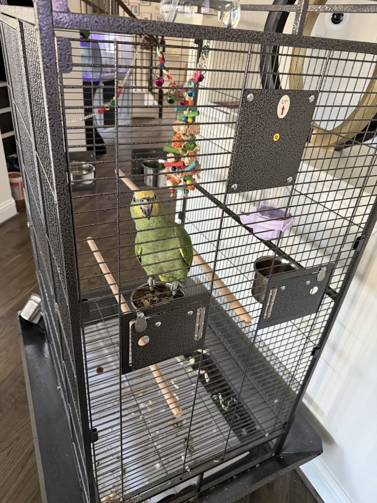 Young Amazon Parrot with Large Cage image 1