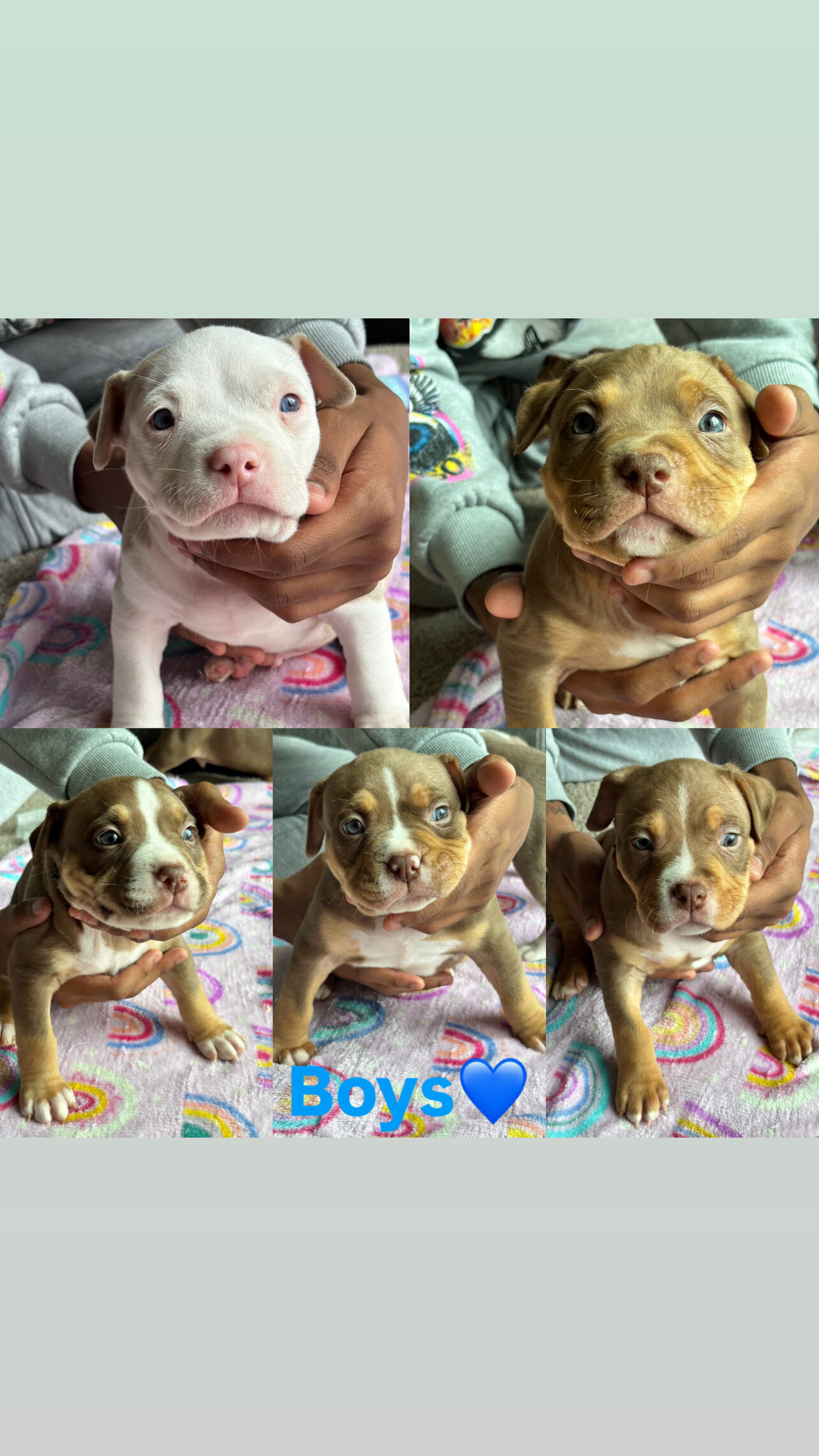 We have 10 beautiful American Bully puppies availa image 4
