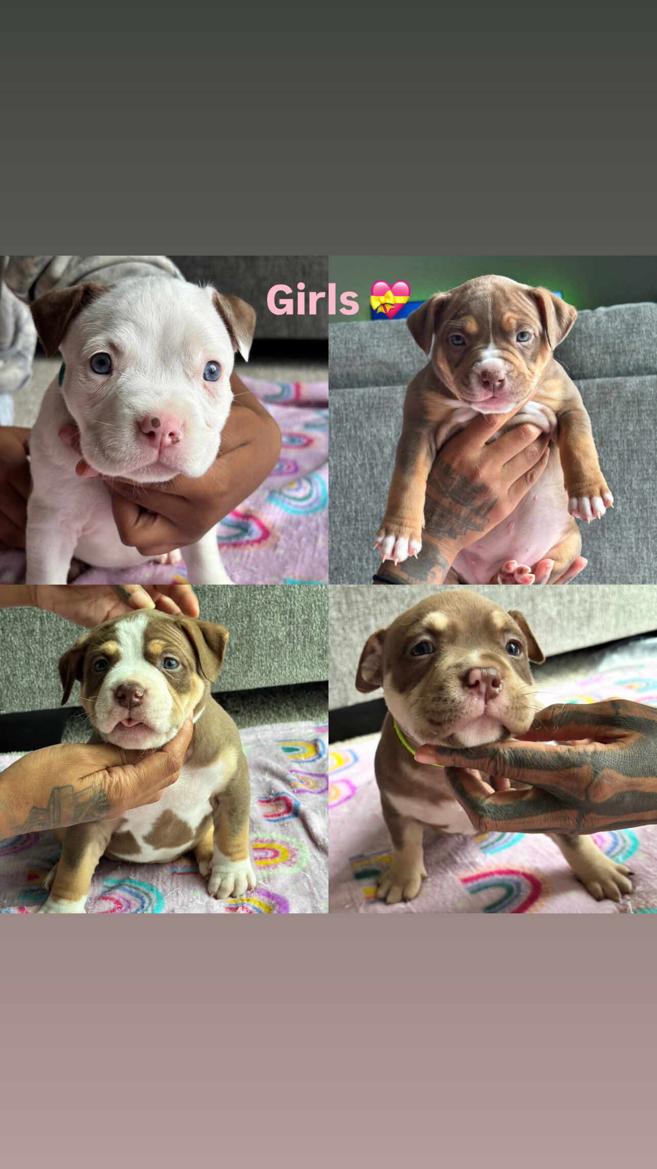 We have 10 beautiful American Bully puppies availa image 1