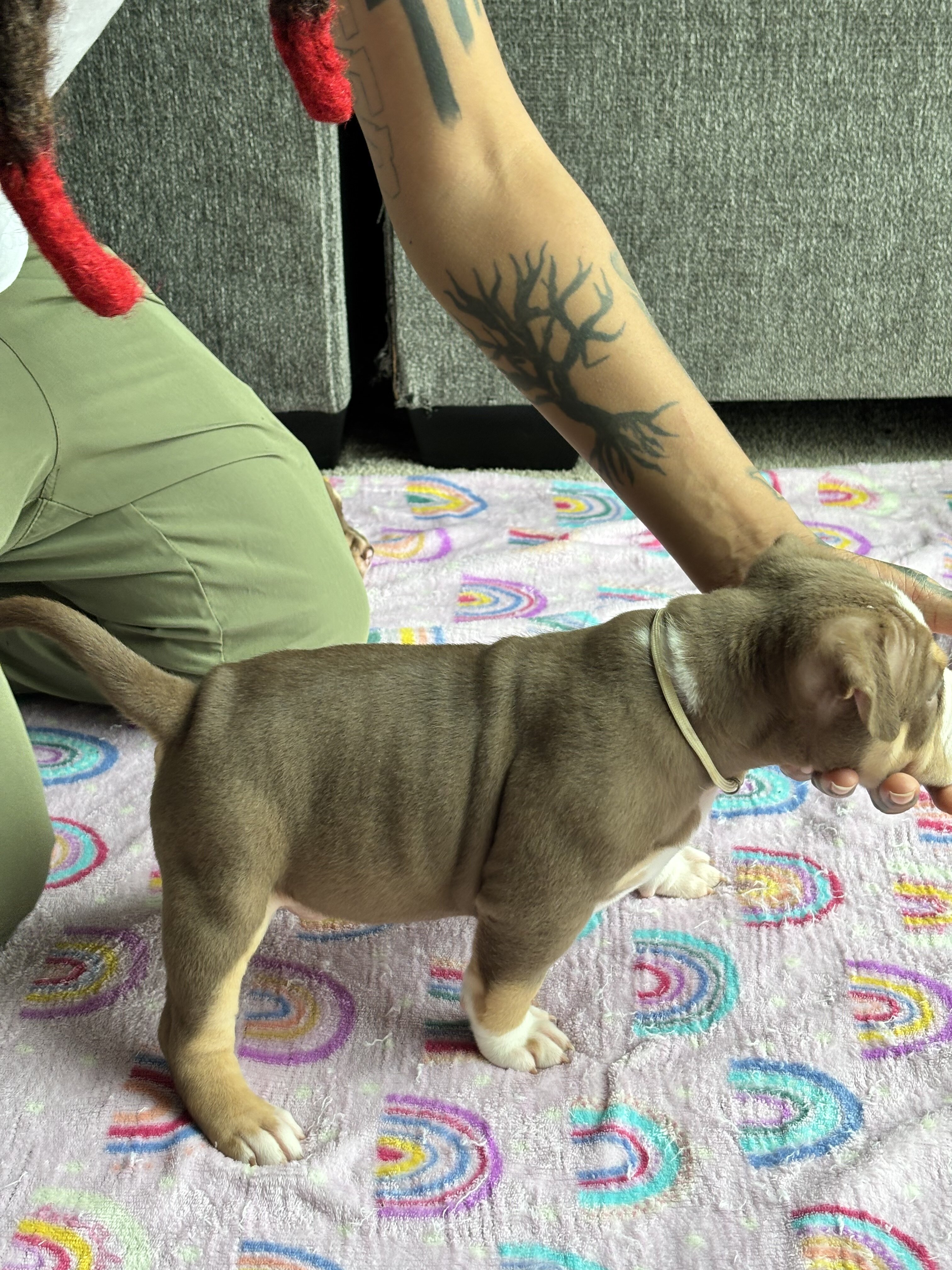 We have 10 beautiful American Bully puppies availa image 2
