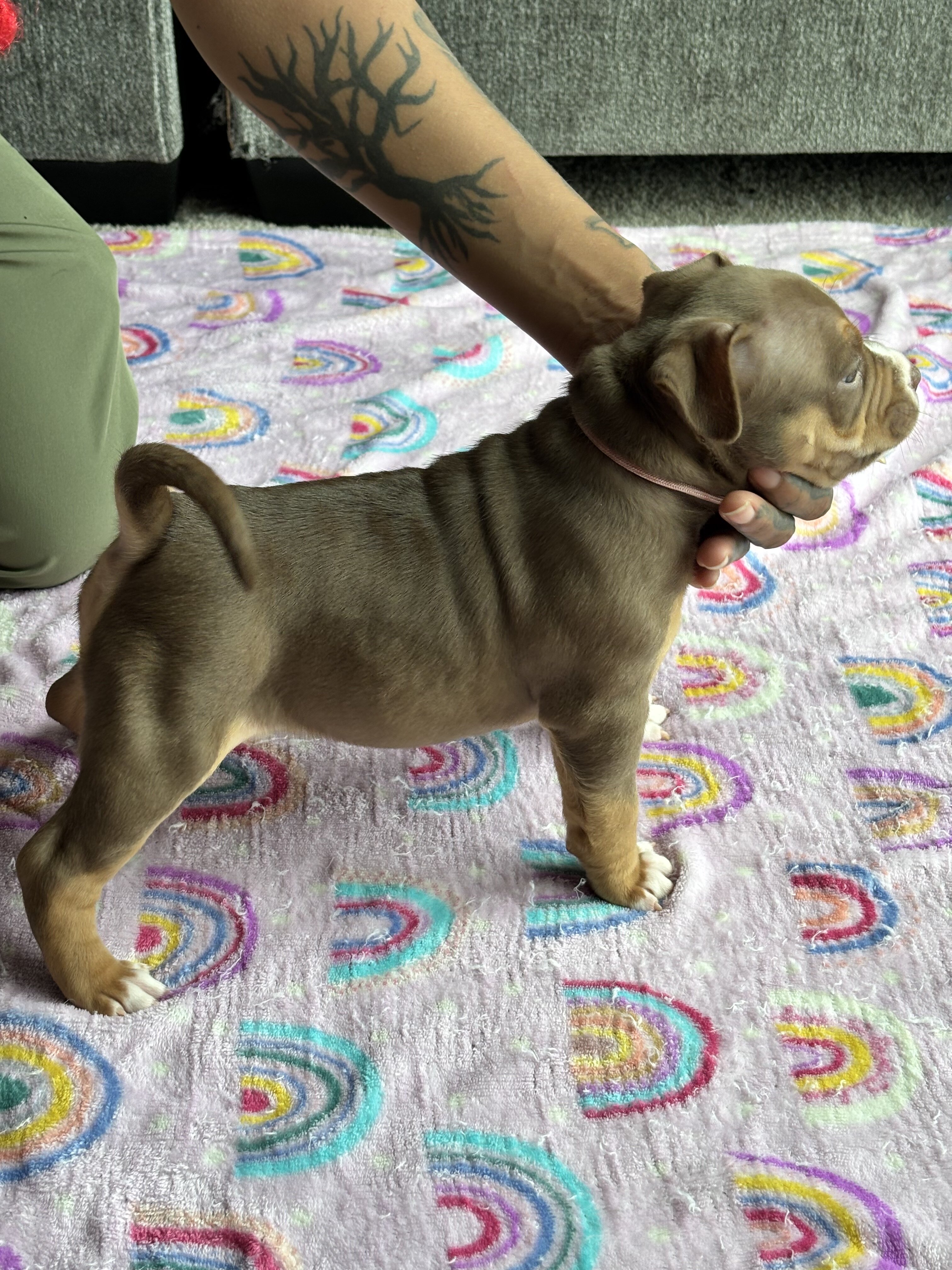 We have 10 beautiful American Bully puppies availa image 3