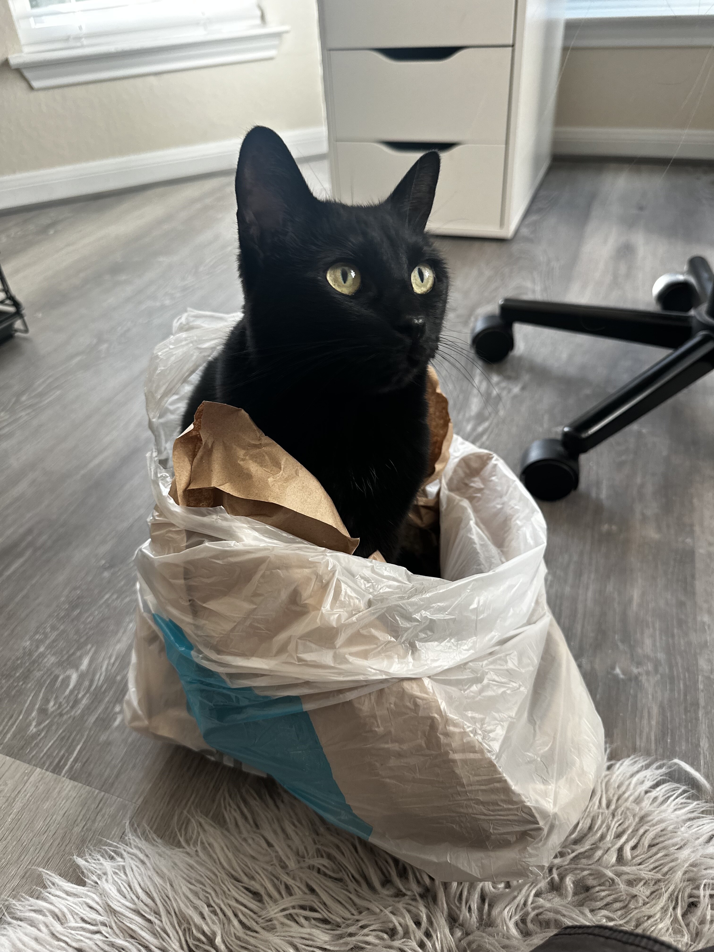 Cat image 1